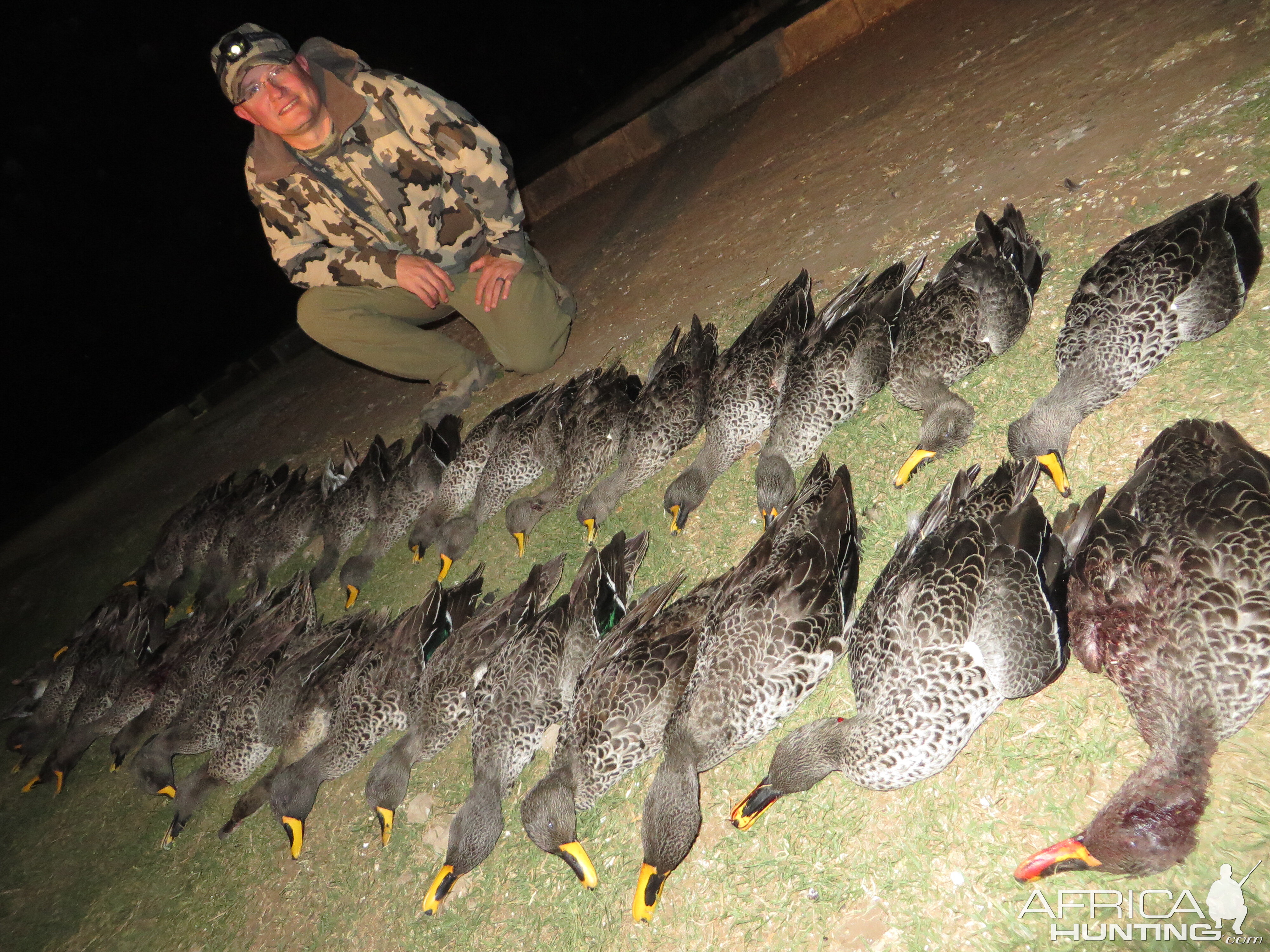 Yellow-billed ducks & Red-billed teal - 2014