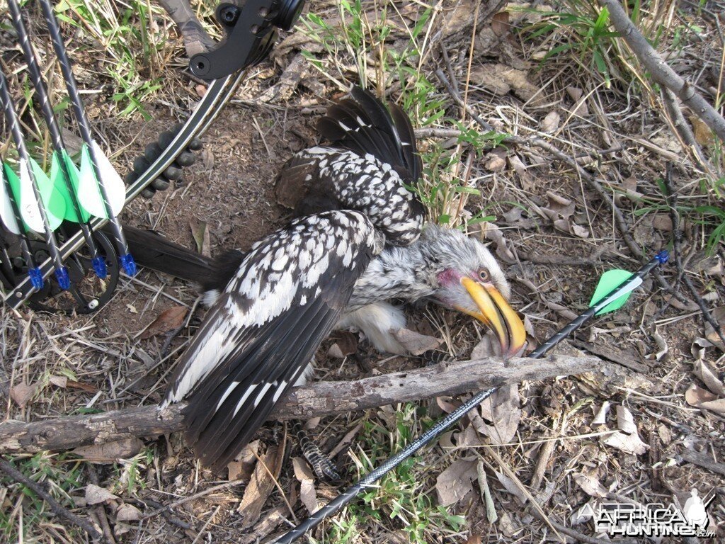 Yellow Billed Horn Bill Bow Hunt