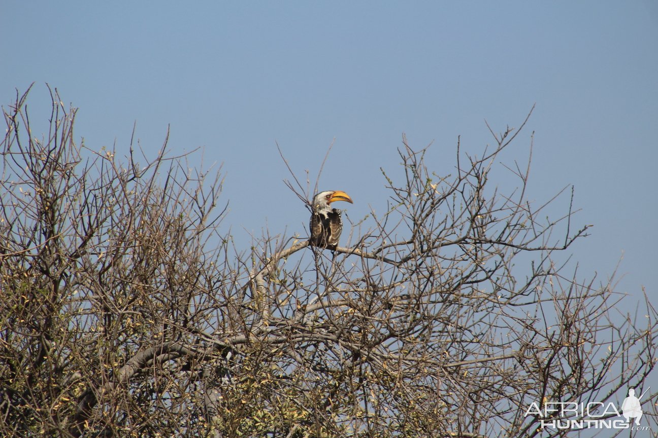 Yellow Billed Hornbill Namibia