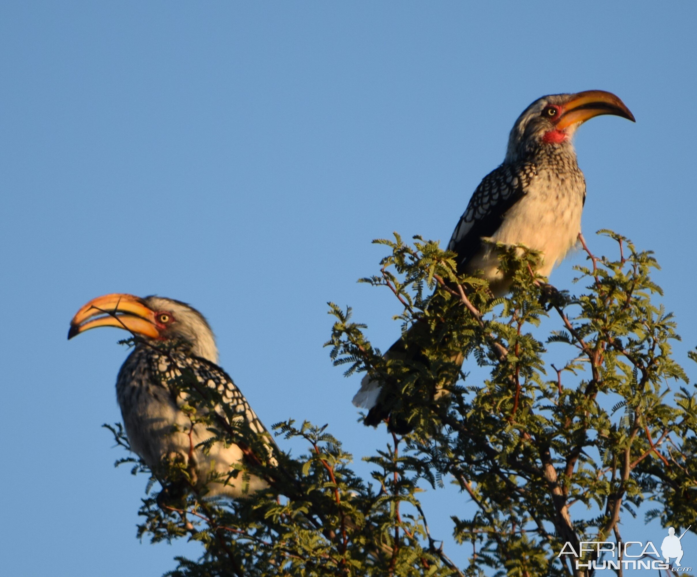 yellow-billed hornbill