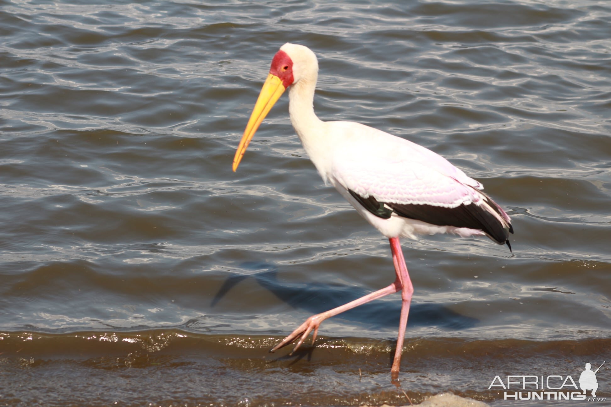 Yellow-billed Stork on Photo Safari South Africa