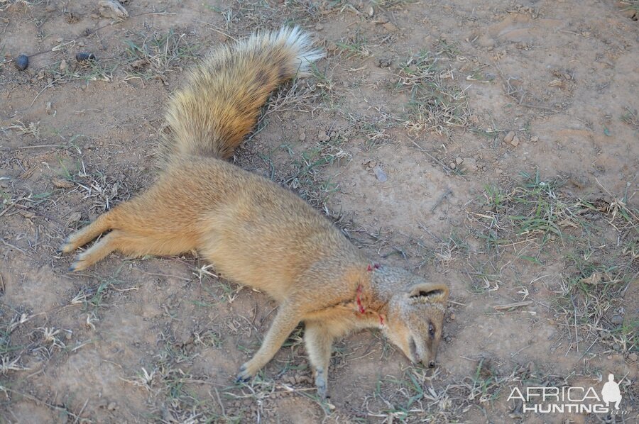 Yellow Mongoose Hunting