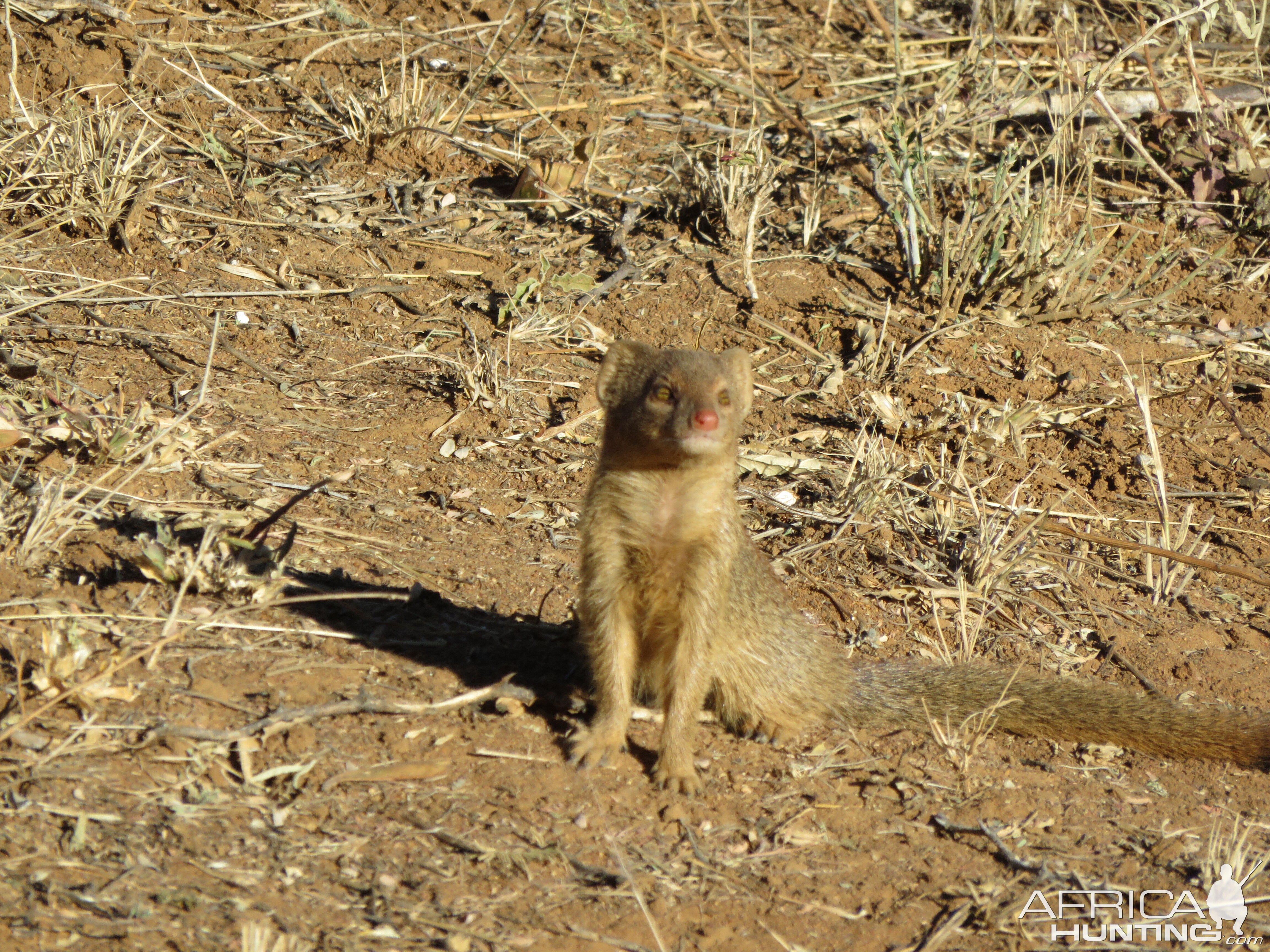 yellow mongoose