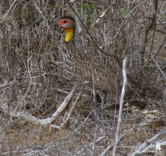 Yellow-necked Spurfowl