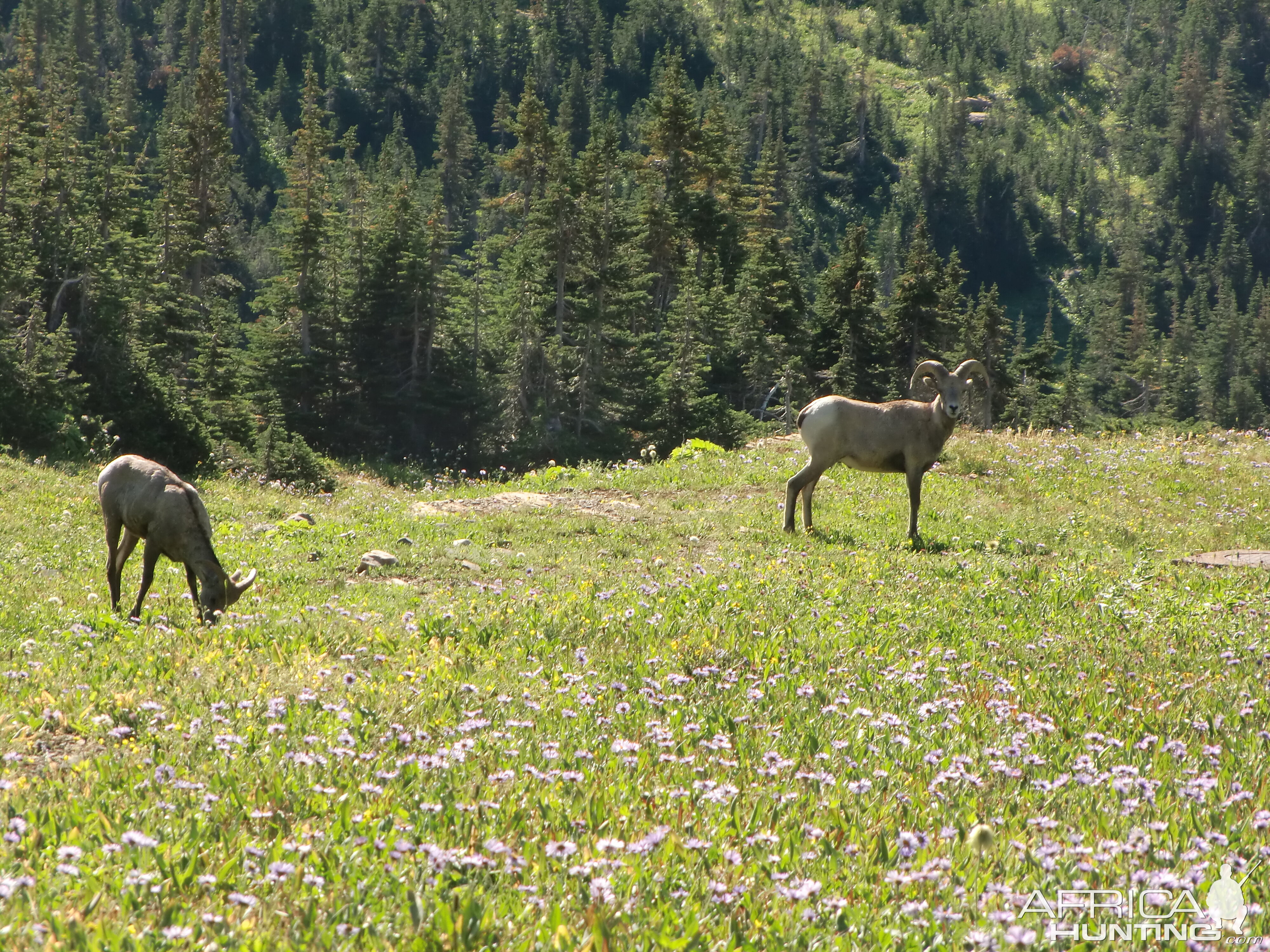 Young Bighorns in Glacier Park