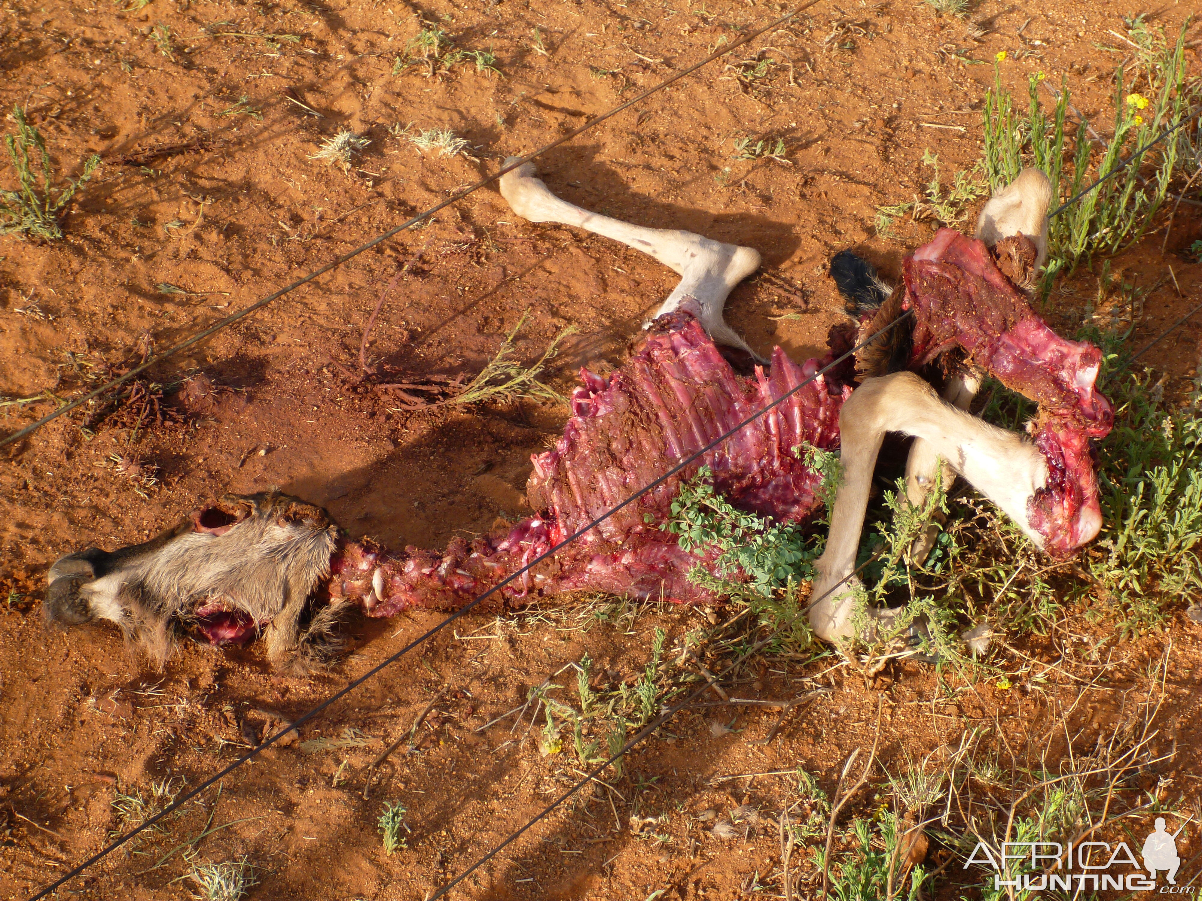 Young Blue Wildebeest Carcass