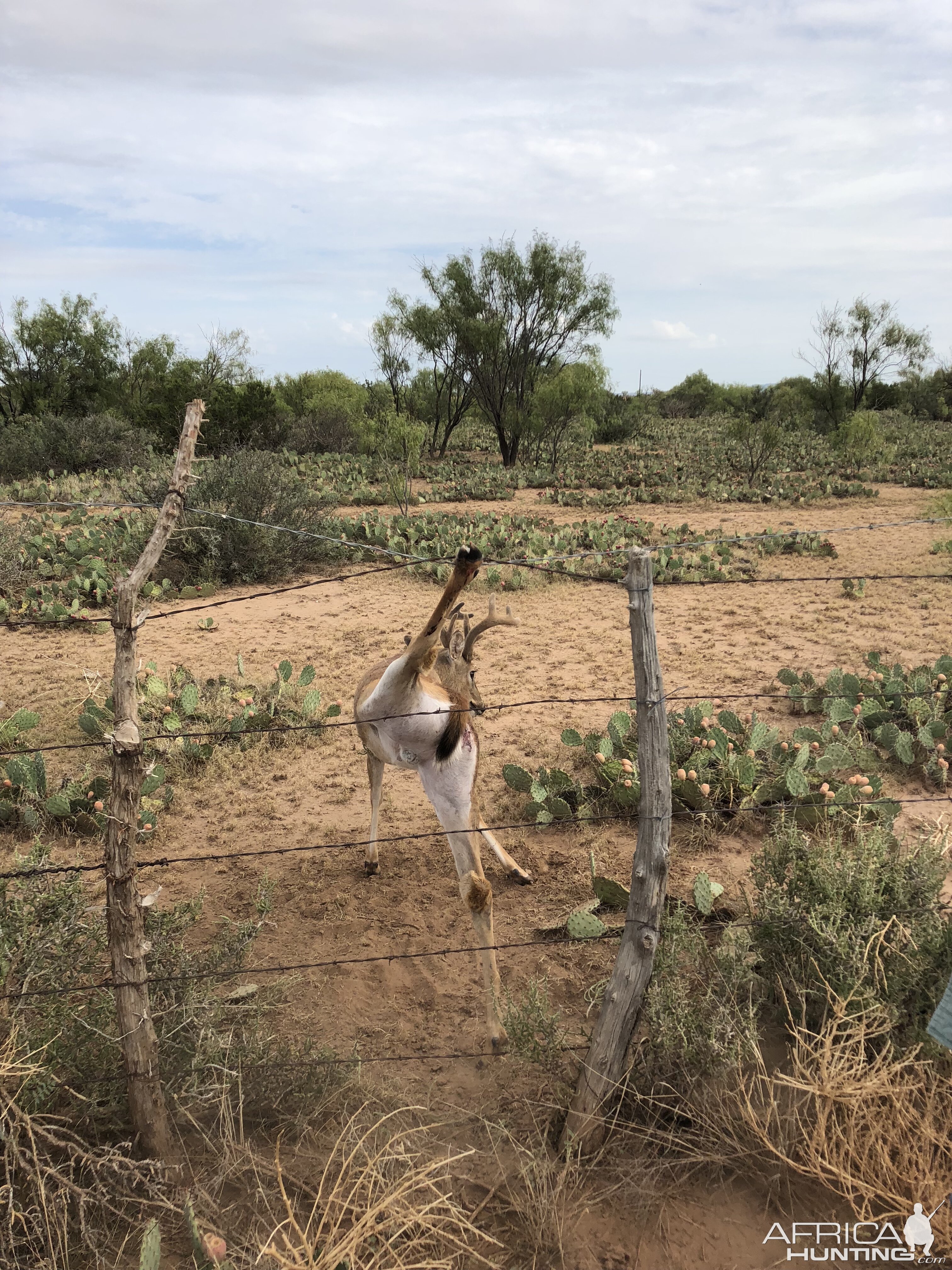 Young buck hung up in the fence