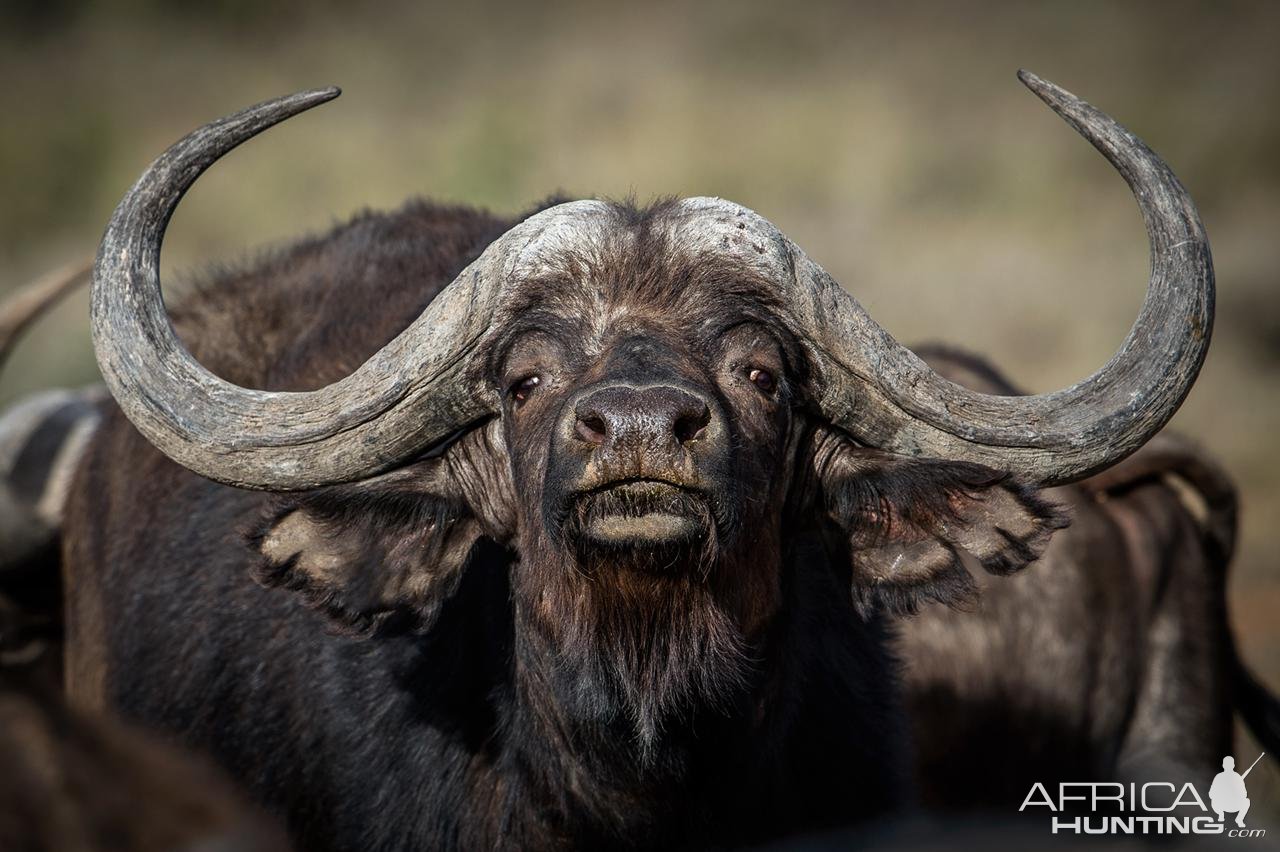 Young Buffalo Bull South Africa