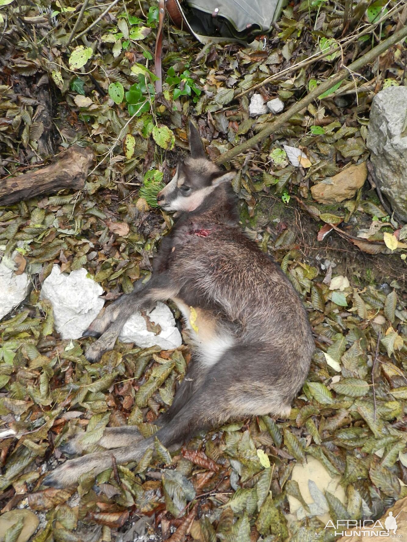 Young Chamois Slovenia Hunt