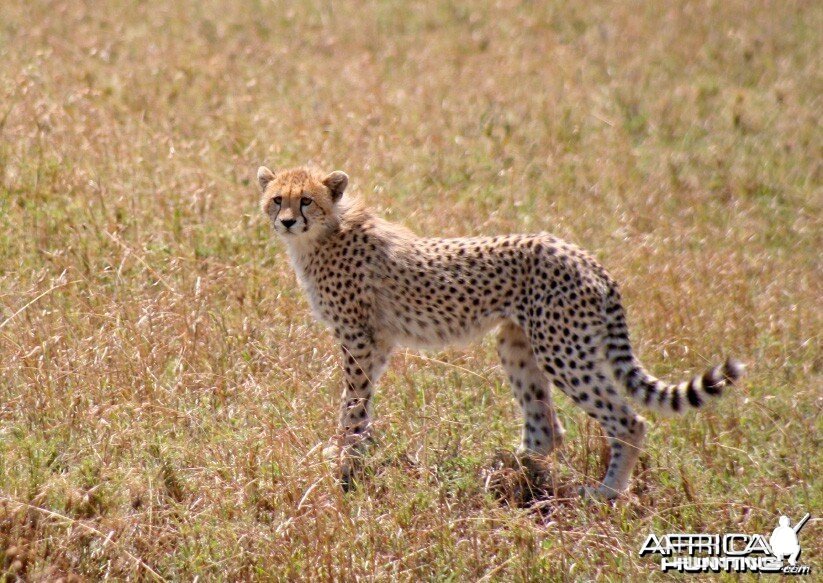 Young Cheetah