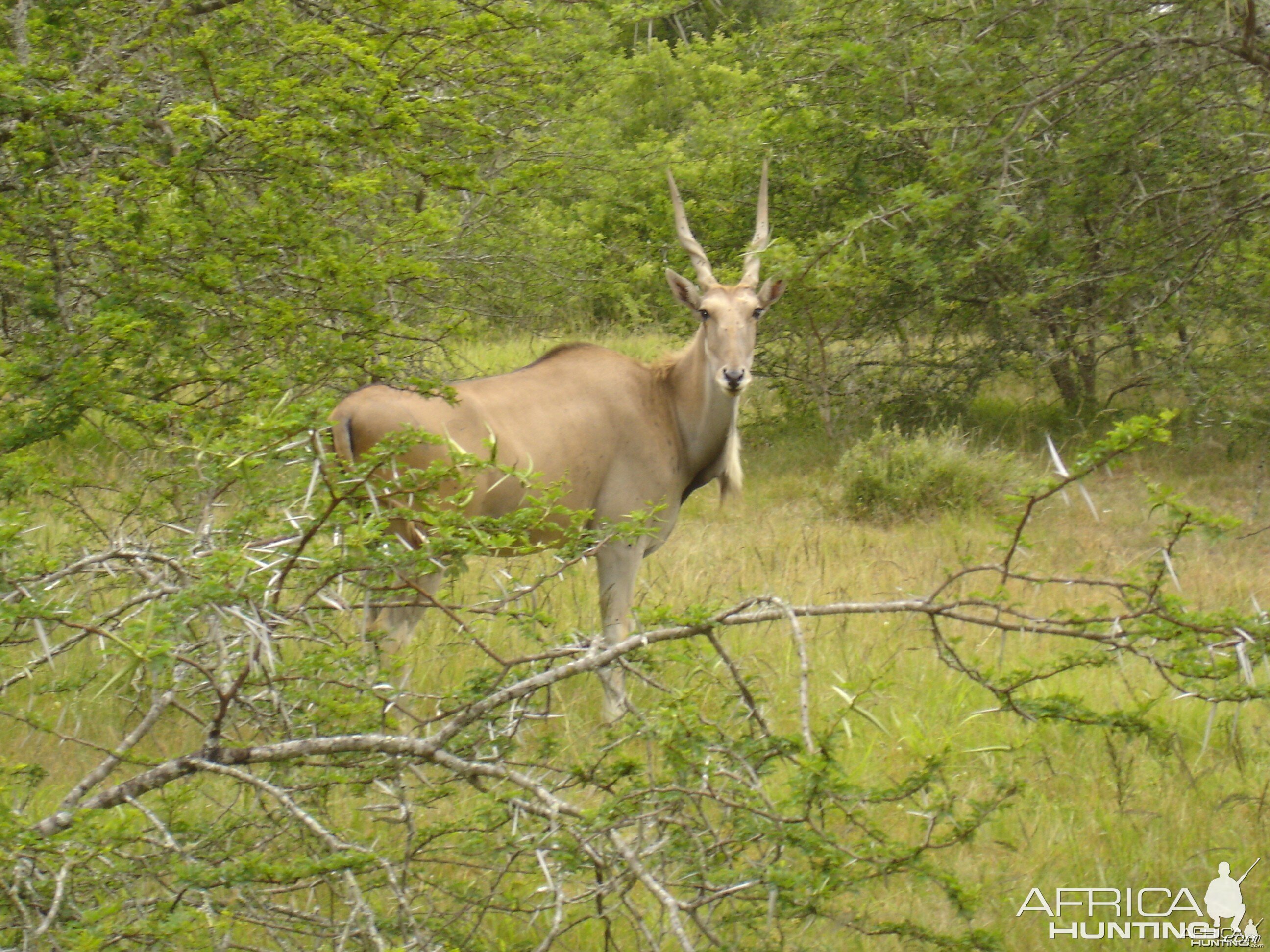 Young Eland Bull