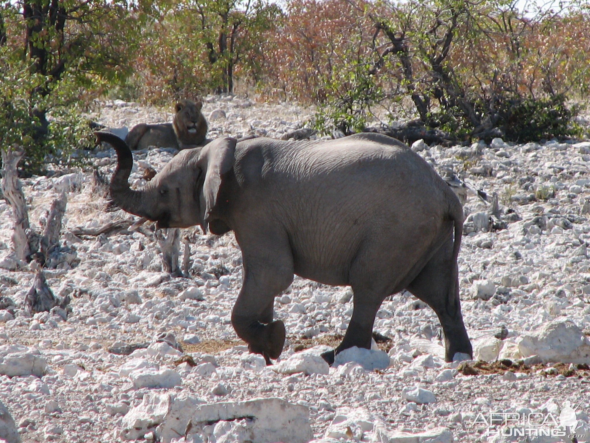 Young Elephant at Etosha National Park, Namibia