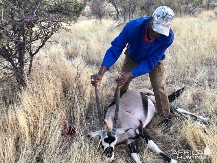 Young Gemsbok for the meat Namibia