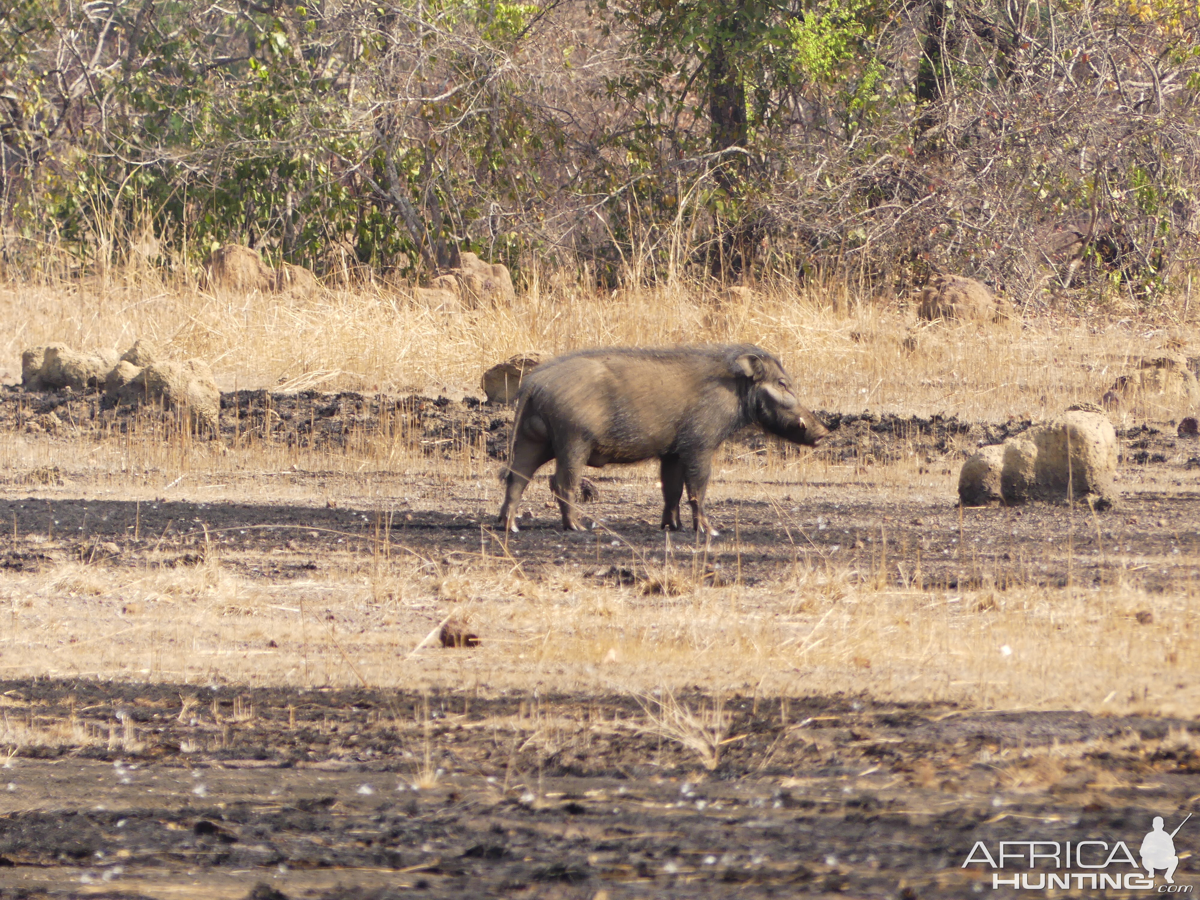 Young Giant Forest Hog