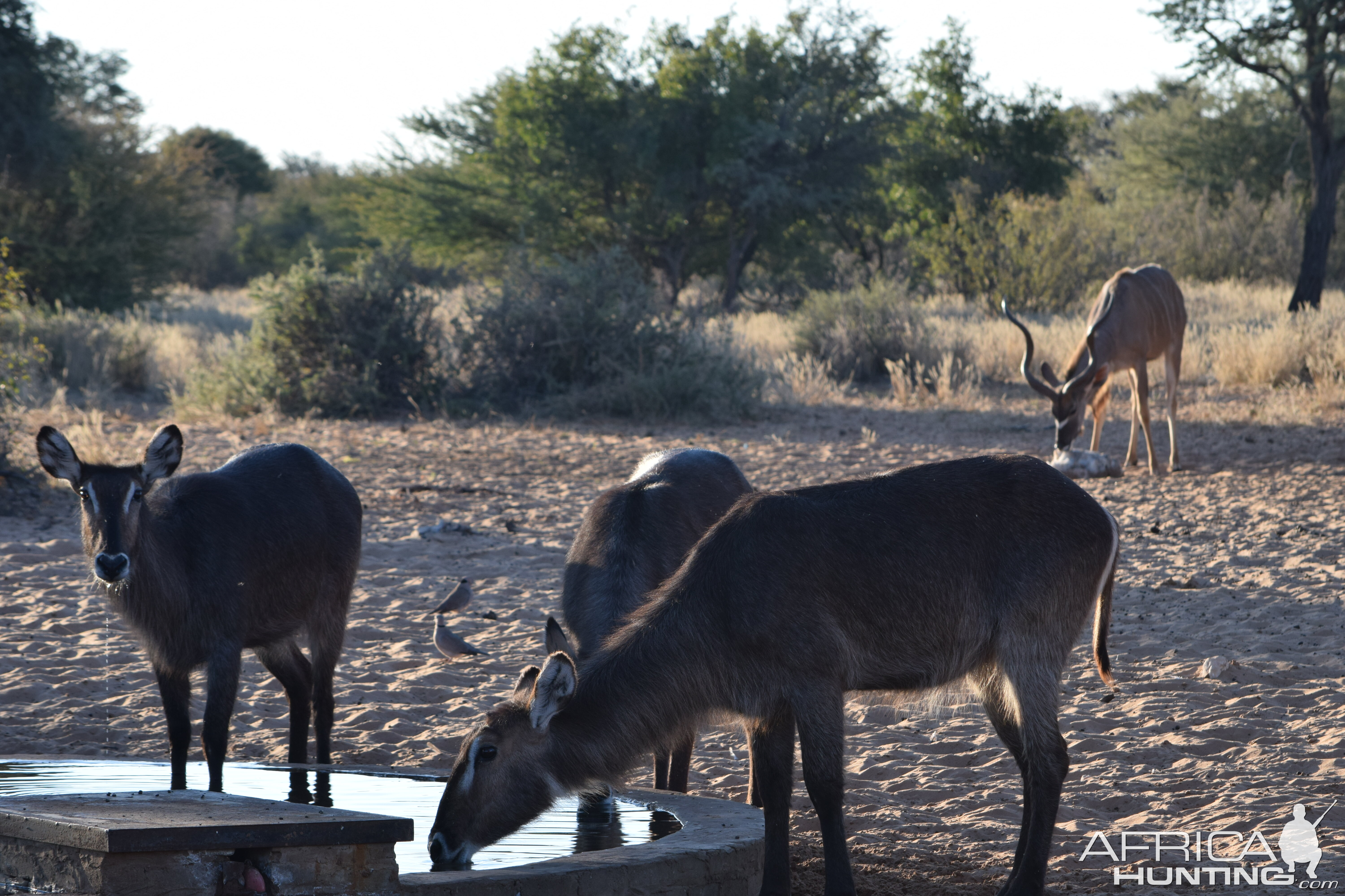 young kudu and some waterbuck cows