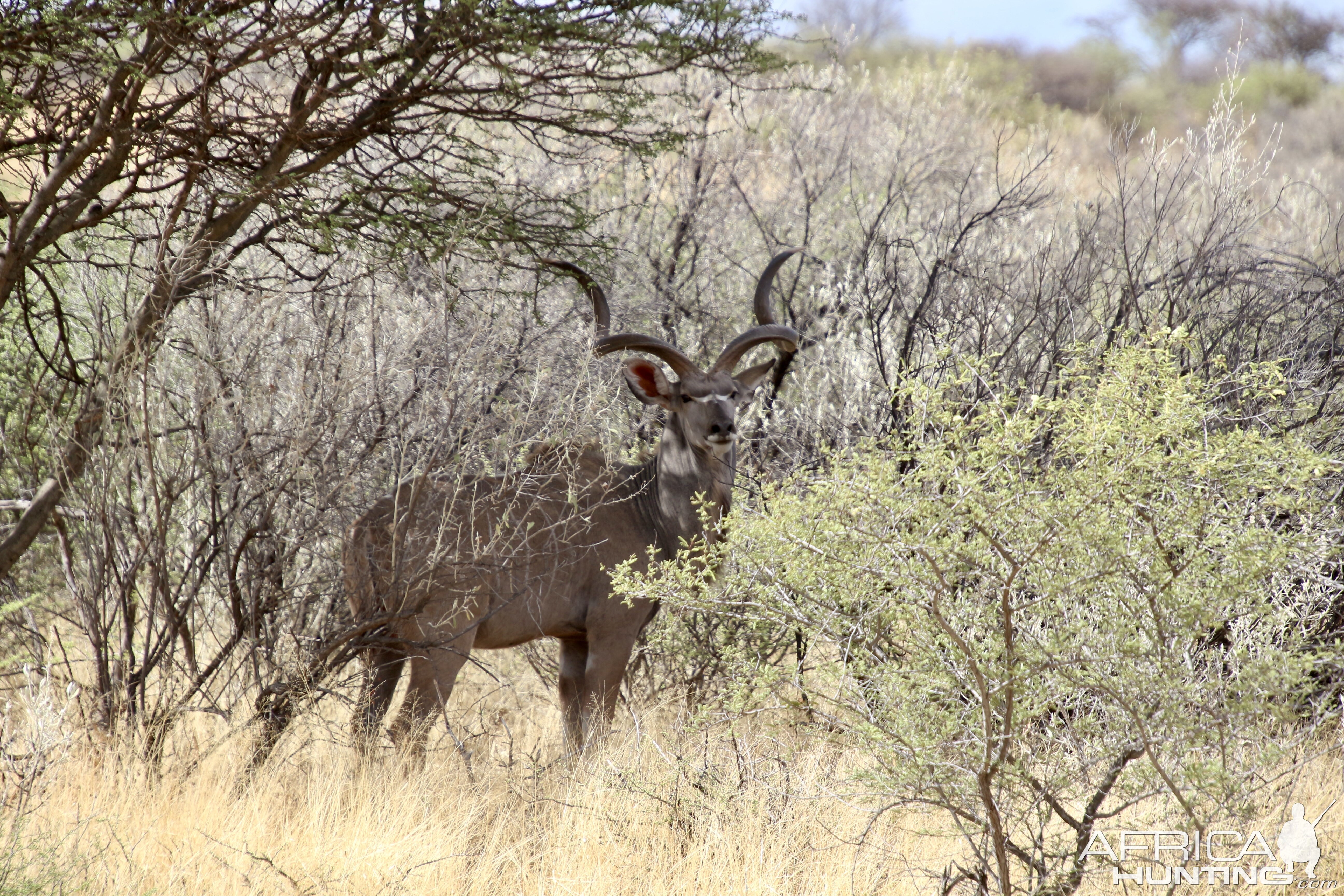 Young kudu bull at Zana Botes Safari.jpeg