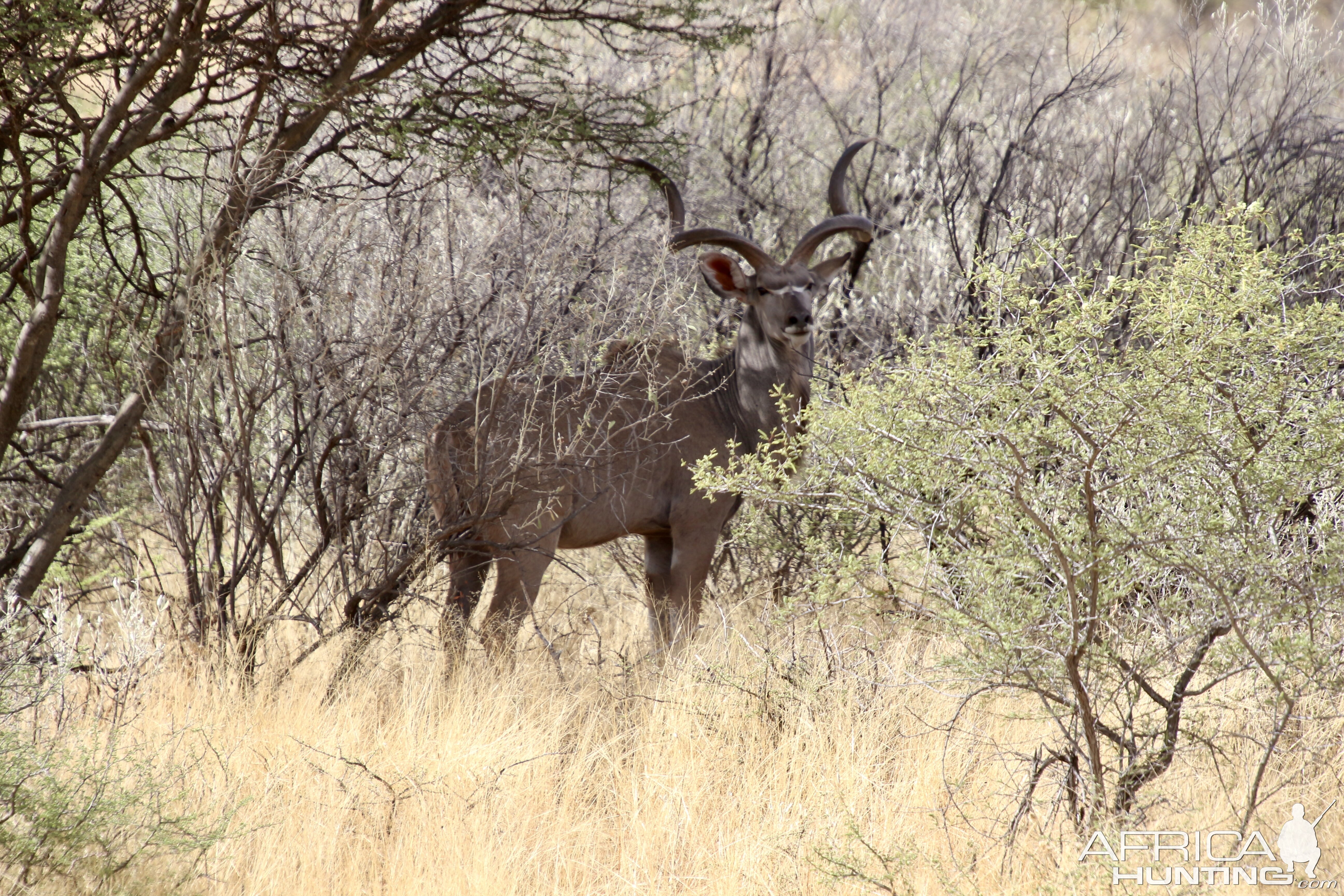 Young Kudu Bull At Zana Botes Safari