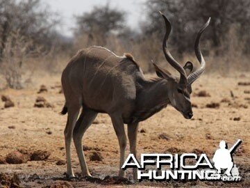 Young Kudu Bull