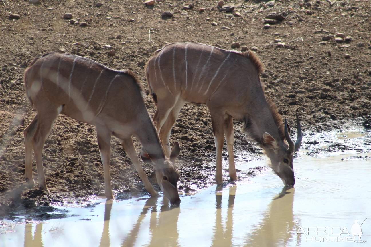 Young Kudu Namibia