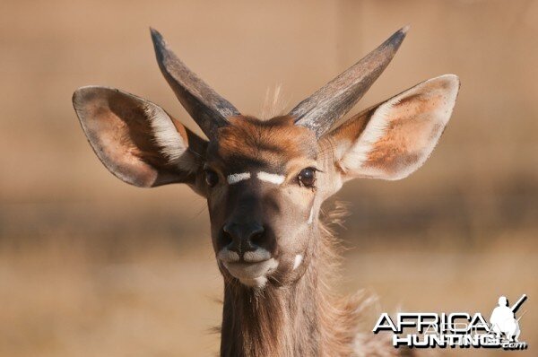 Young Kudu