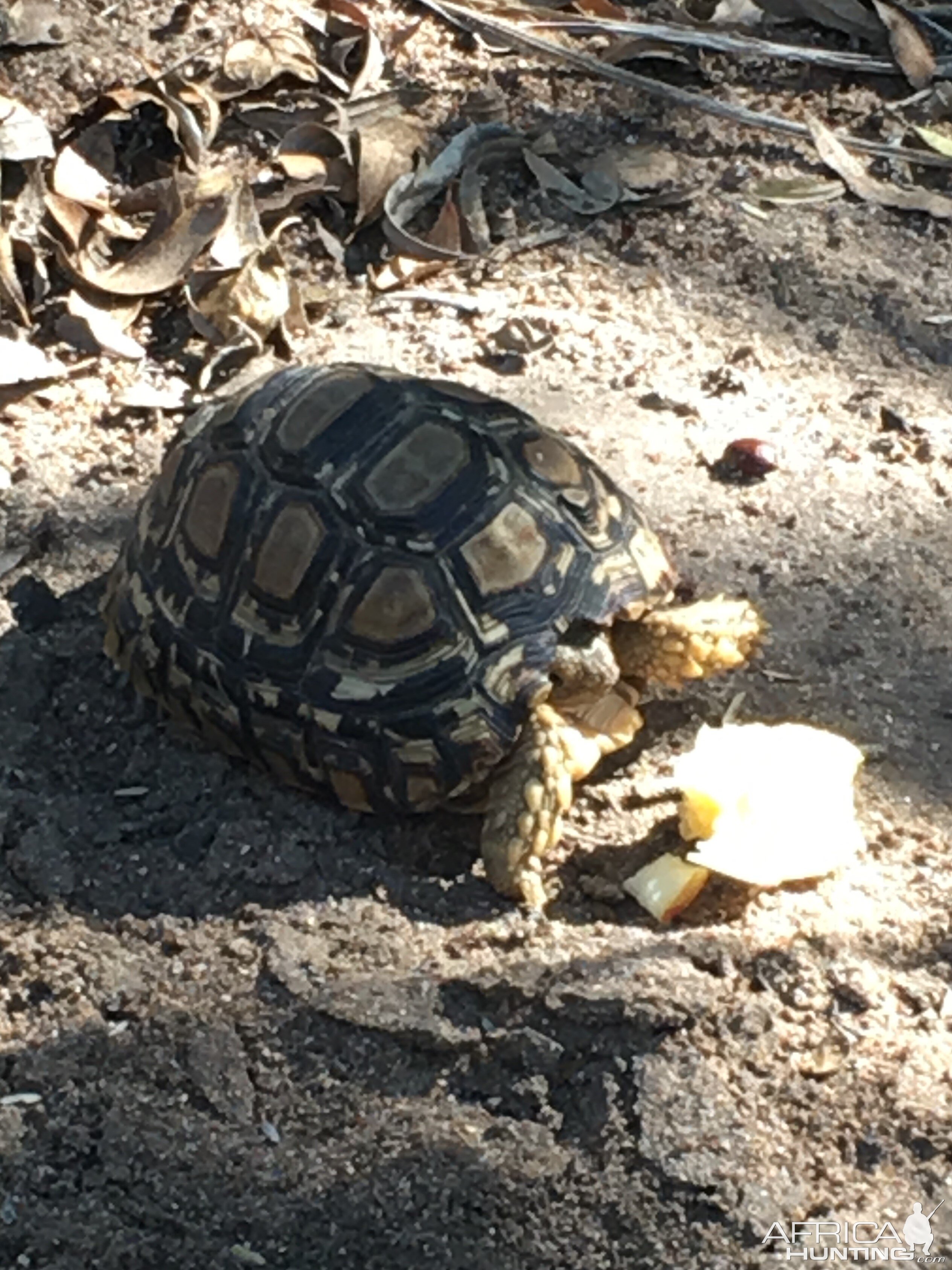 Young Leopard Tortoise Zimbabwe