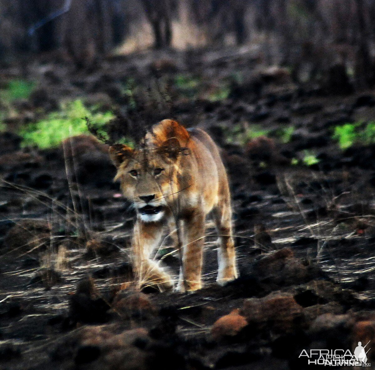 Young Lion in CAR