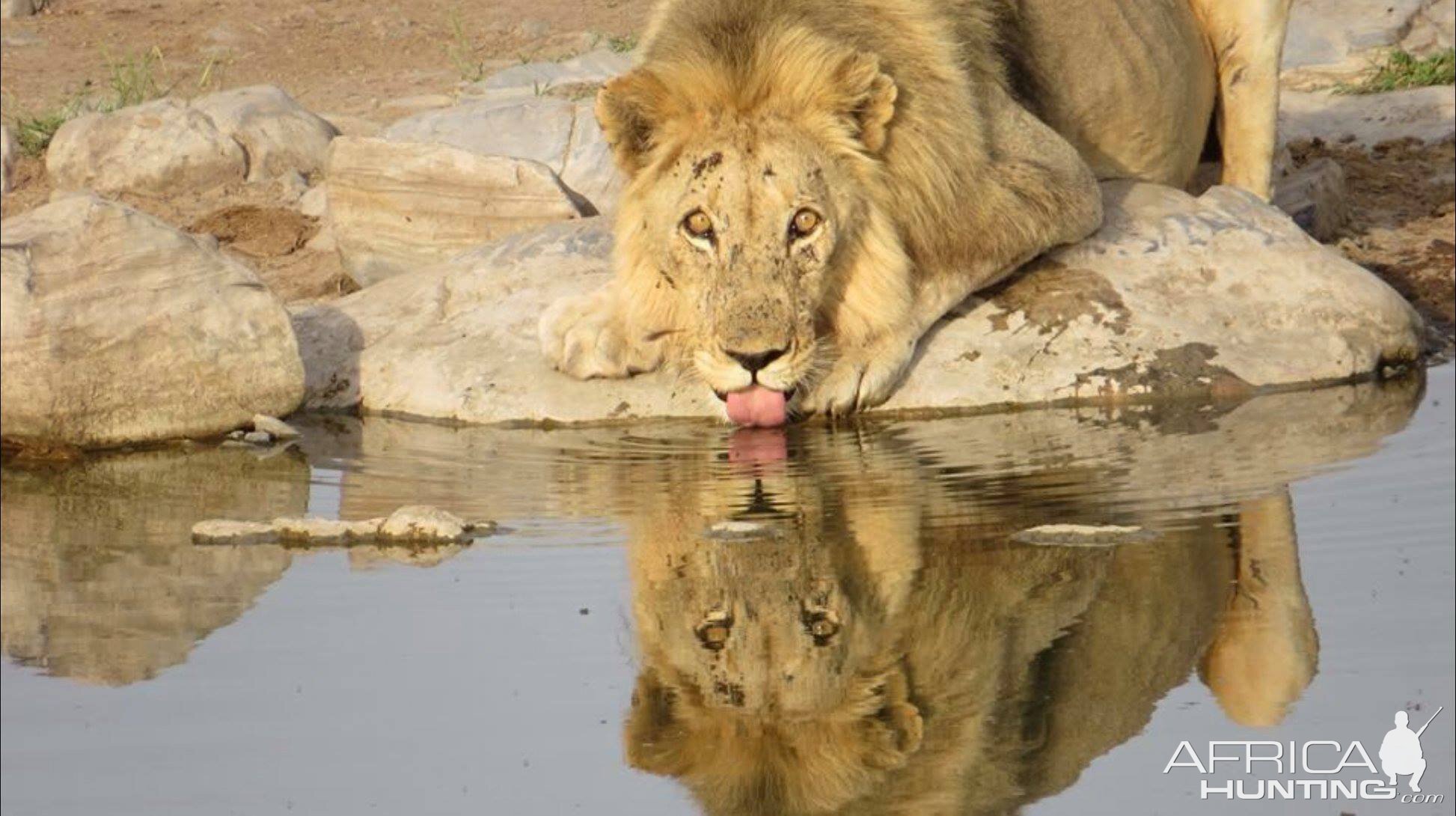 Young Lion Male Zimbabwe