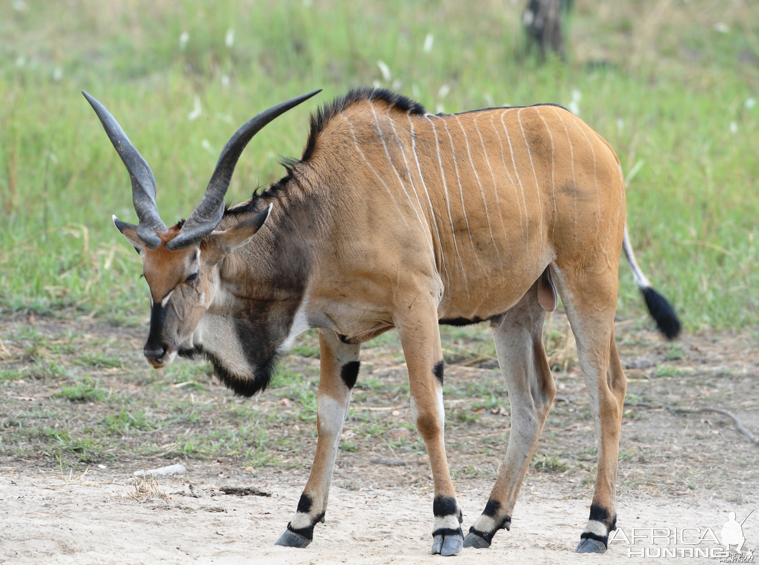 Young Lord Derby Eland Bull