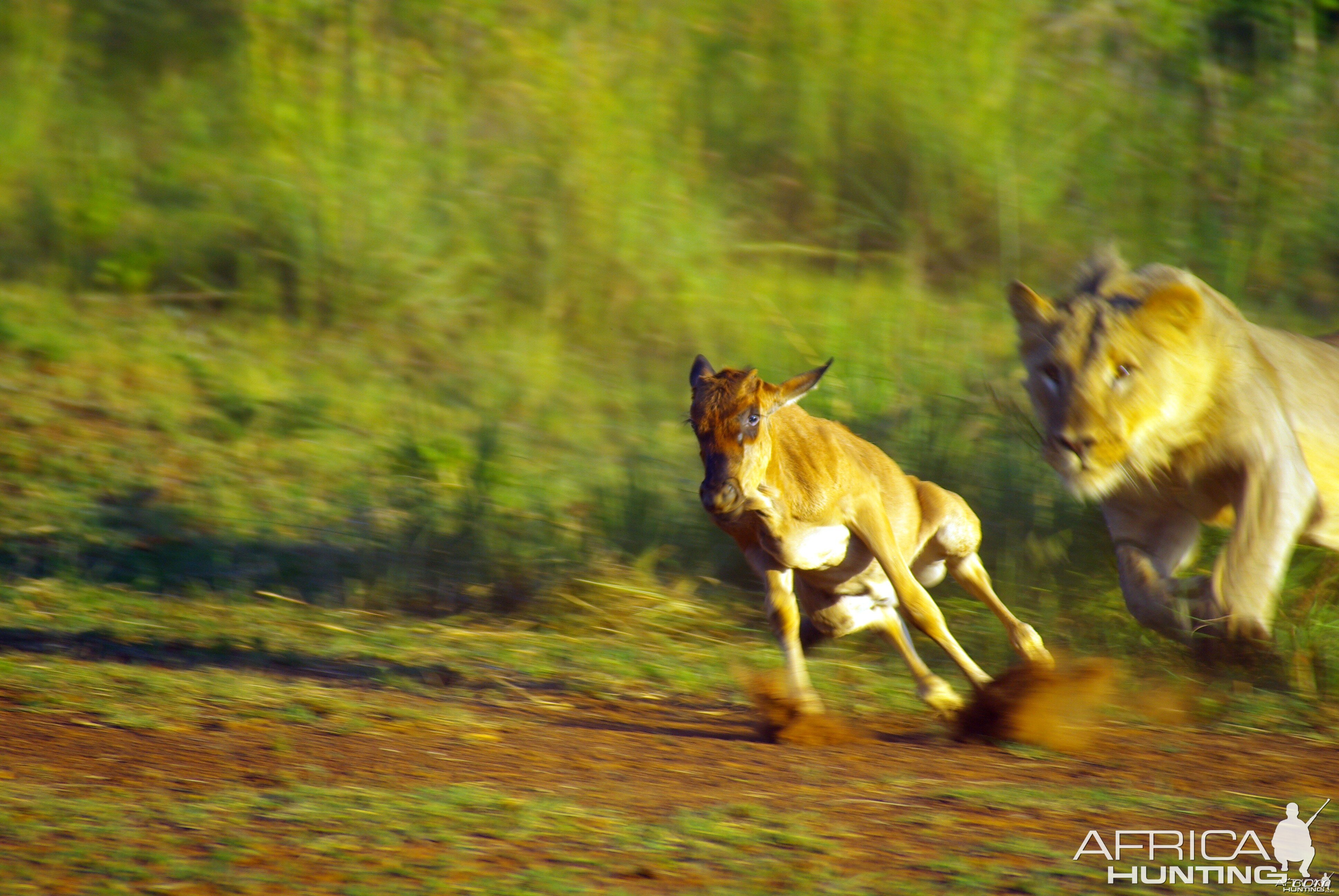 Young male Lion catching baby Wildebeest