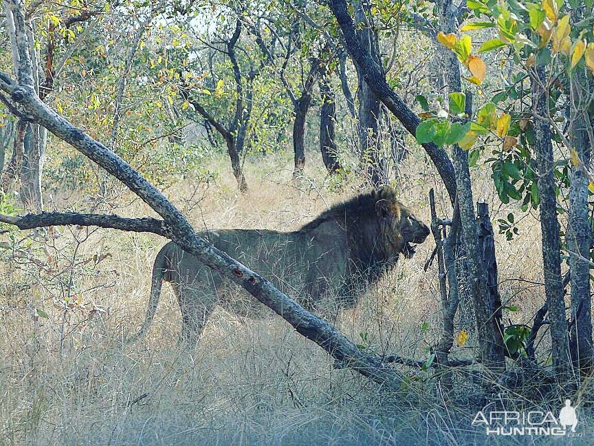 Young male lion found at an elephant carcass Lebombo, Southern Mozambique