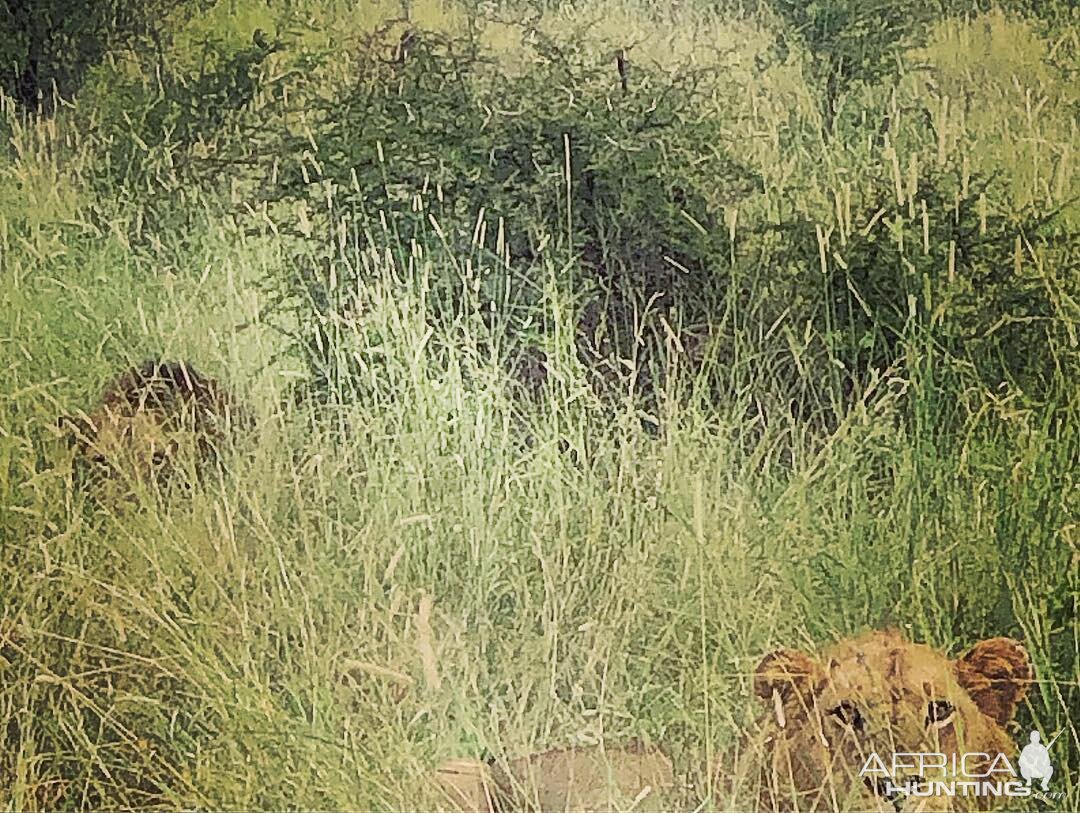 Young Mozambique Lions