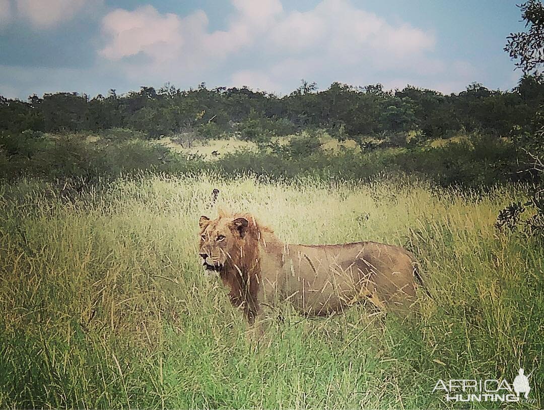 Young Mozambique Lions