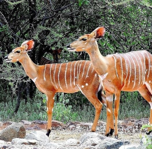 Young Nyala Bushveld South Africa