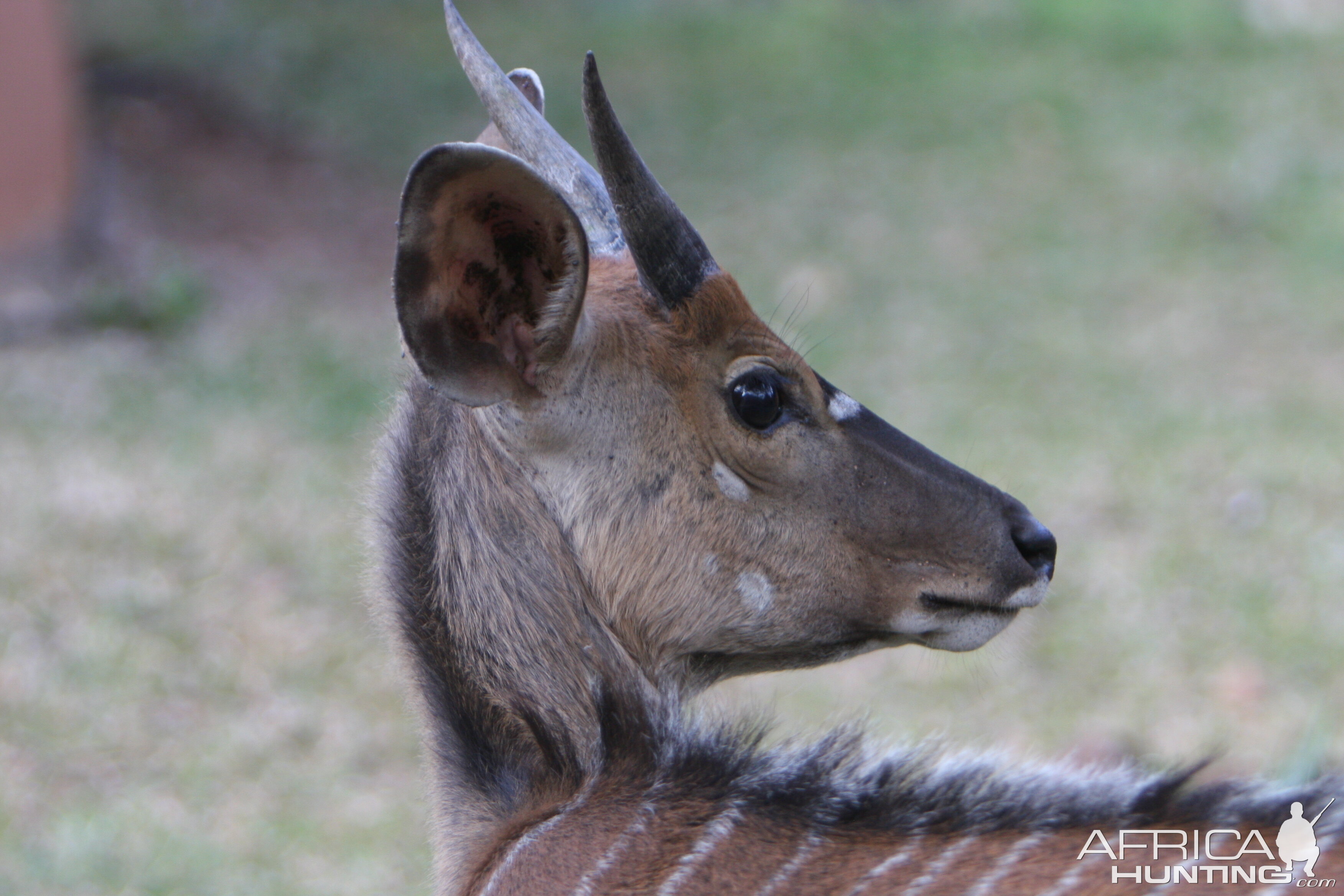 Young Nyala