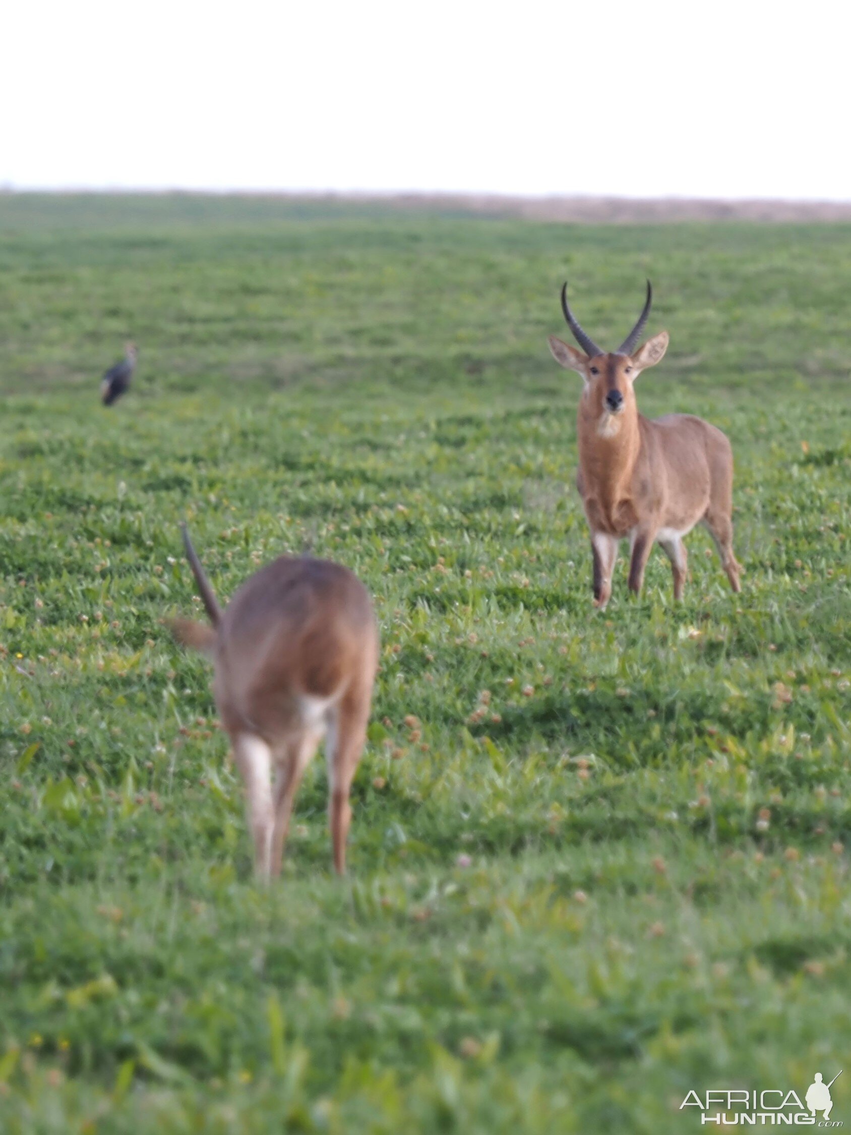 Young Reedbuck In Field South Africa