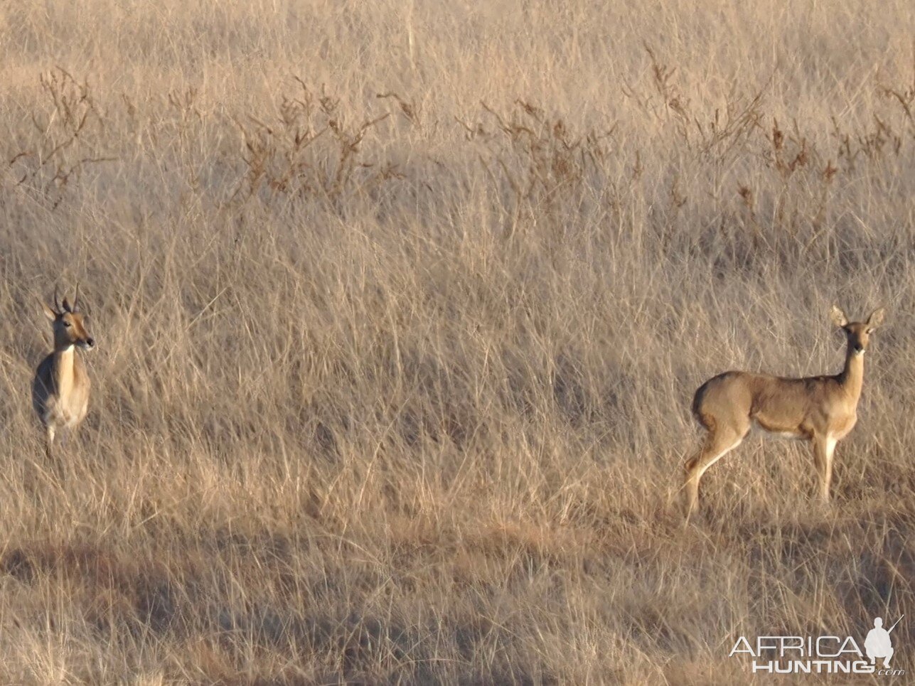 Young Reedbuck South Africa