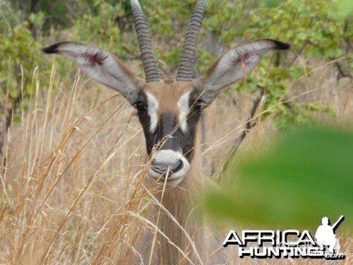 Young Roanne Antilope - Burkina Faso