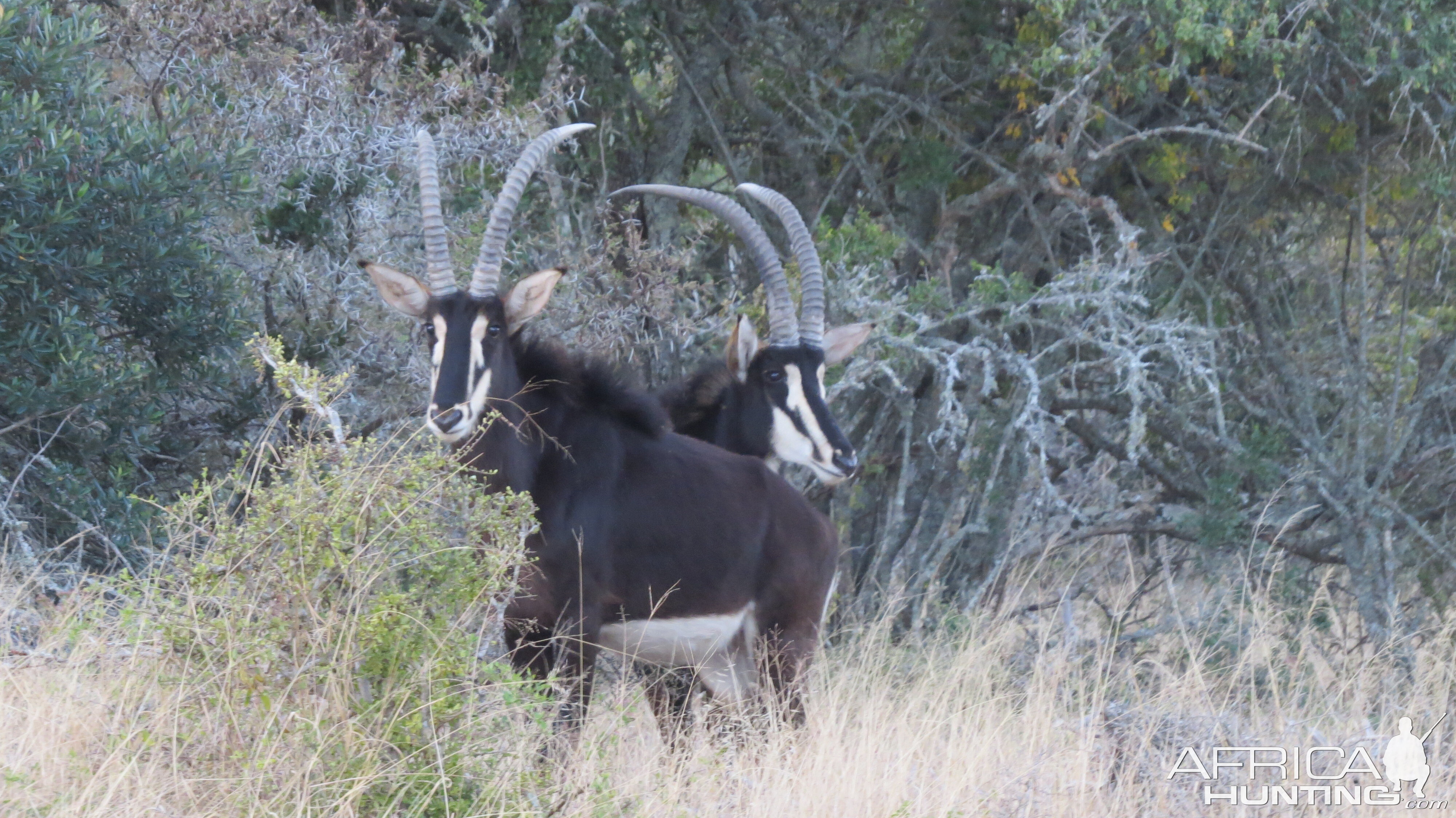 Young sable bulls