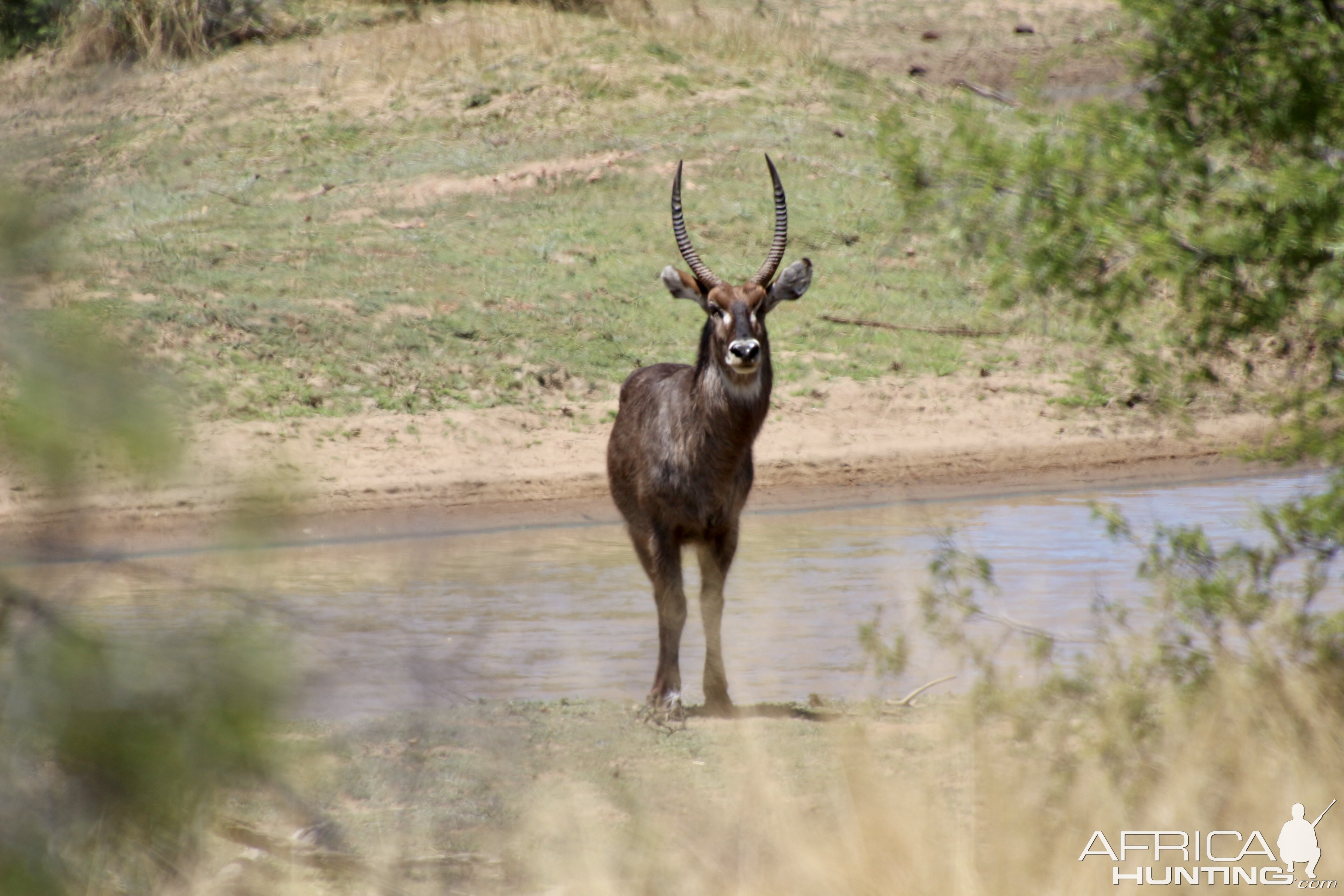 Young Waterbuck at Zana Botes Safari