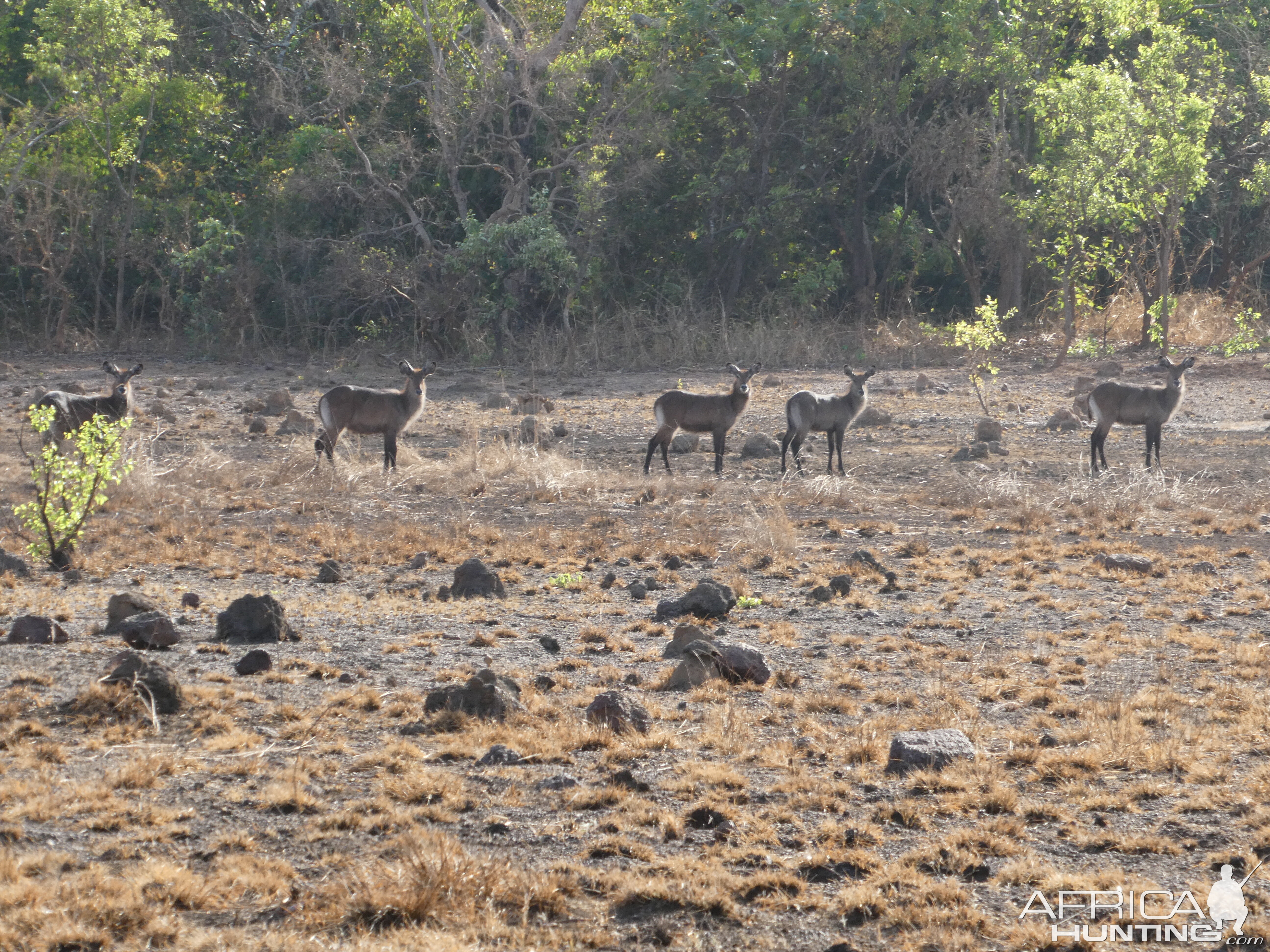 Youngs Sing-Sing Waterbucks