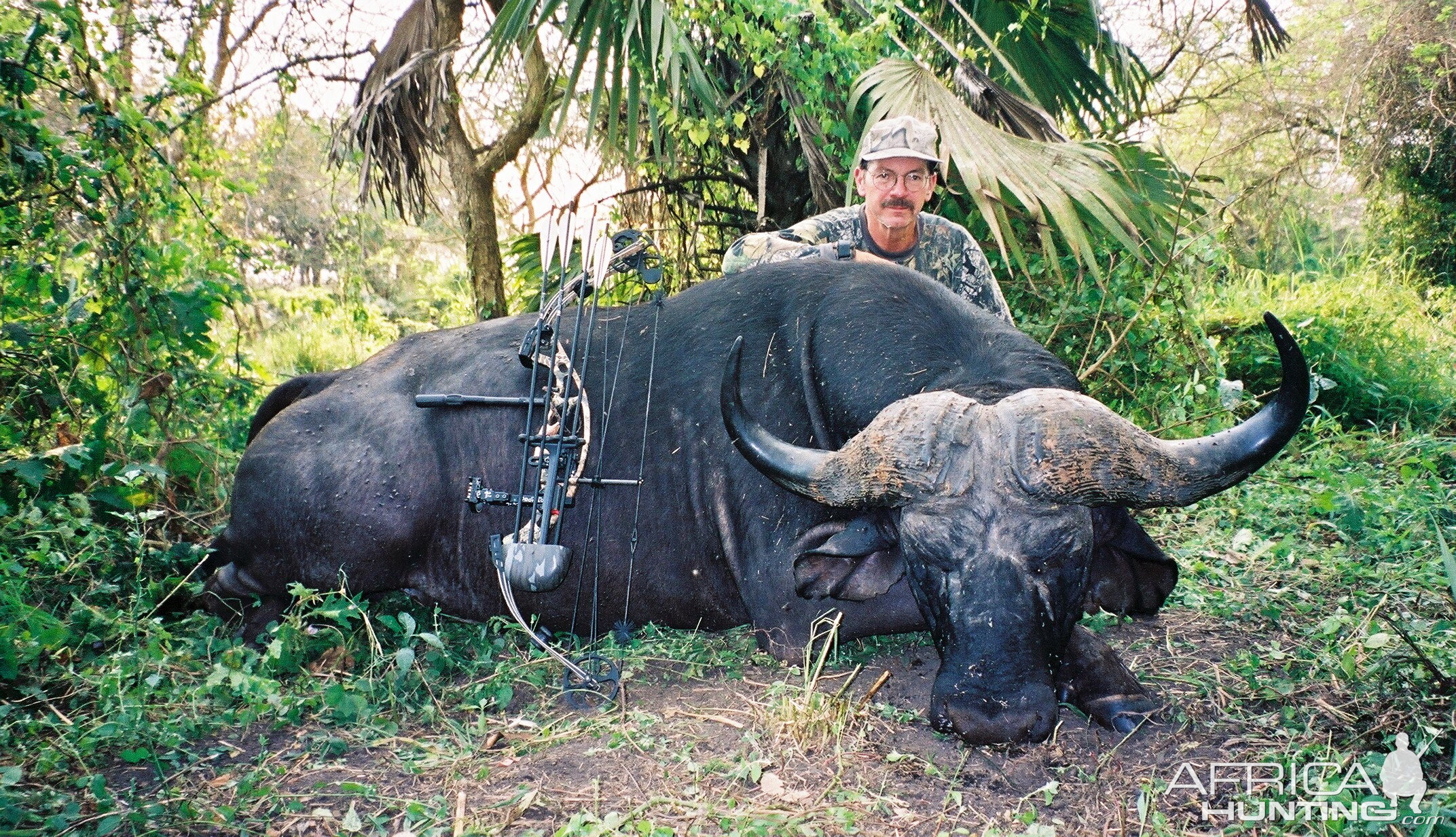 Zambeze Mozambique Bow Hunting Cape Buffalo