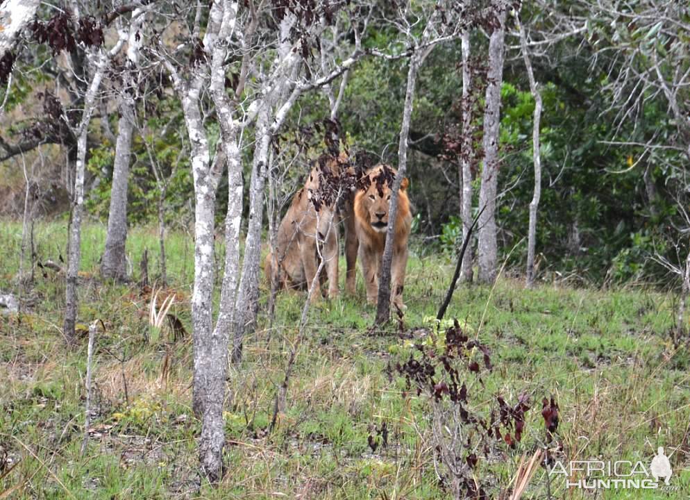 Zambezi Delta Lion