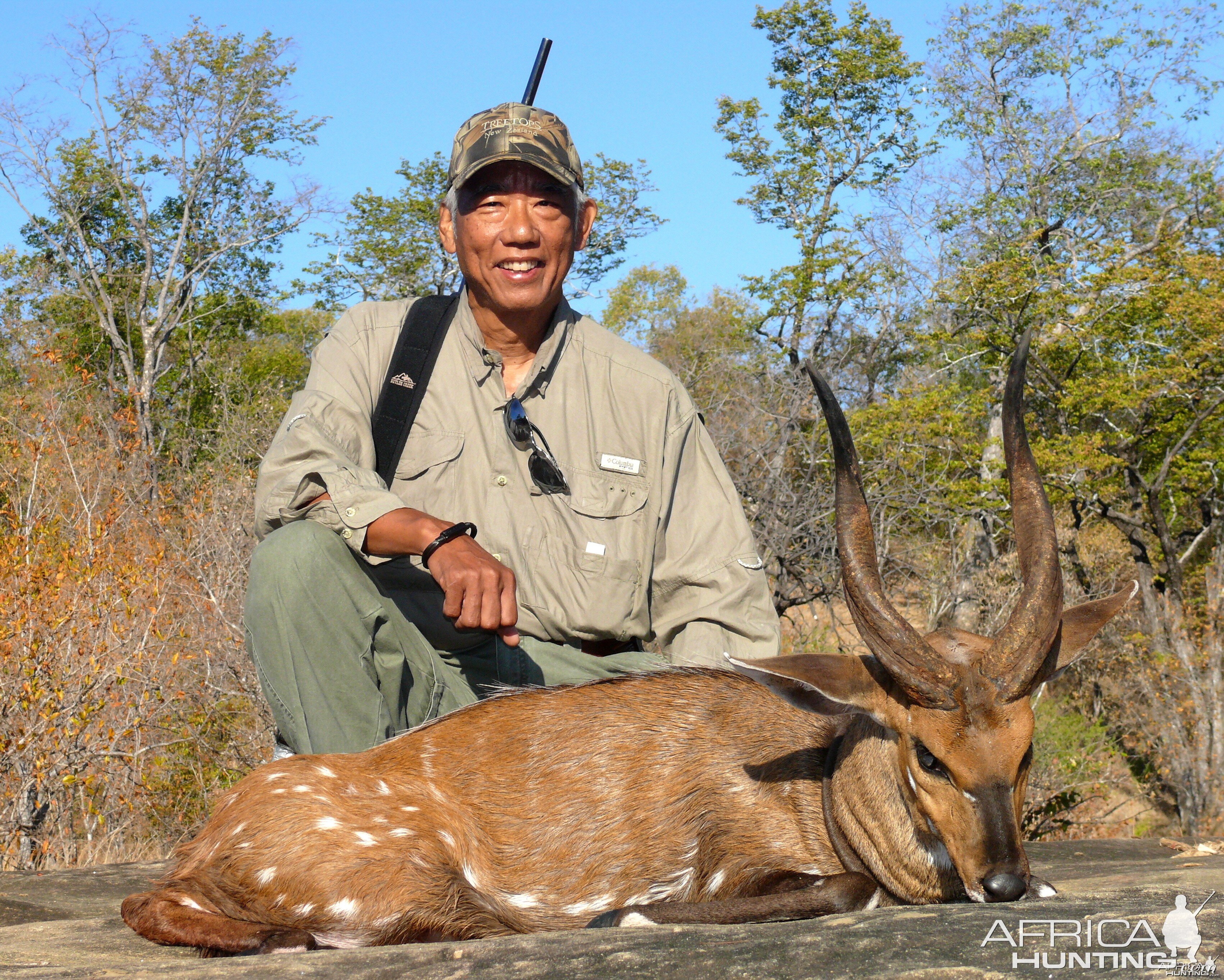 Zambezi Valley Bushbuck