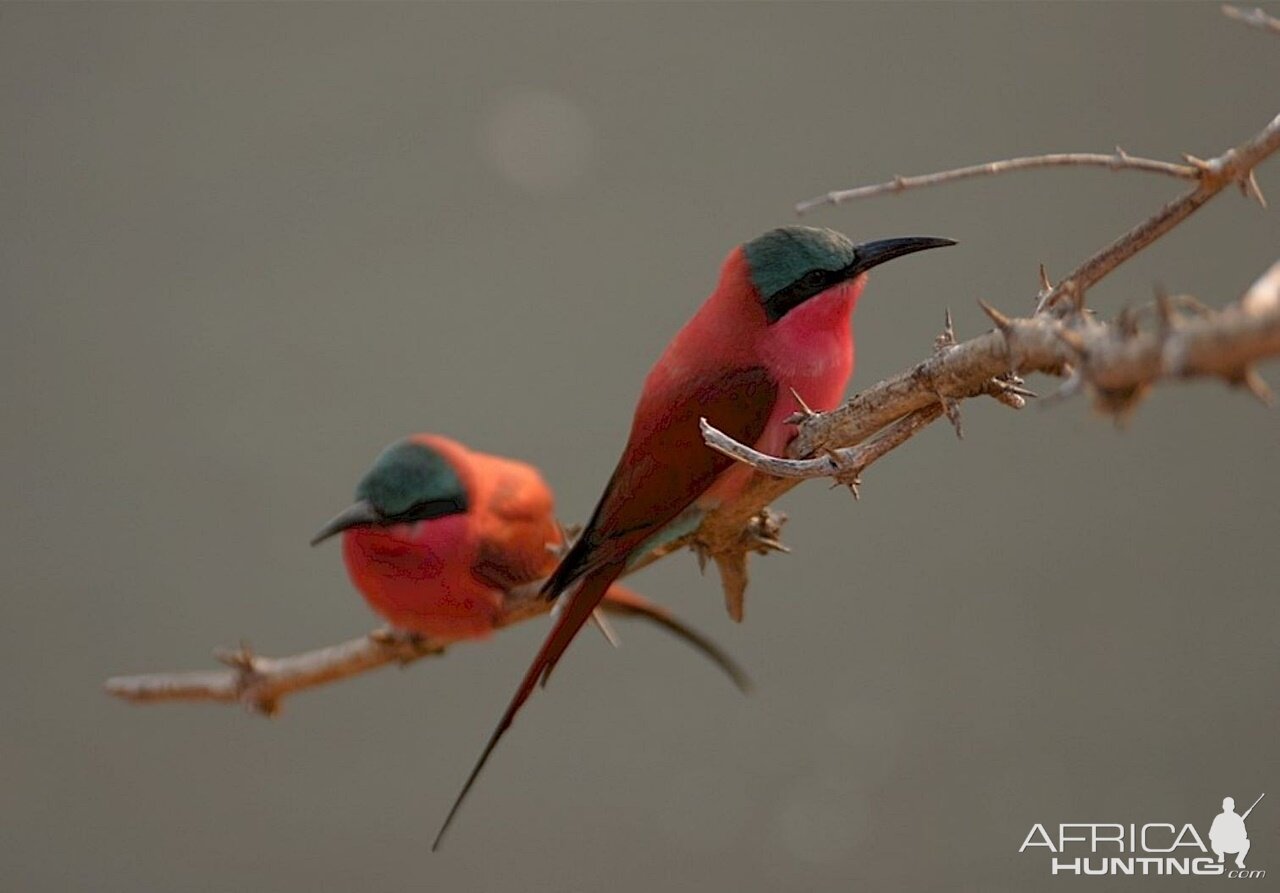 Zambia Bird Life