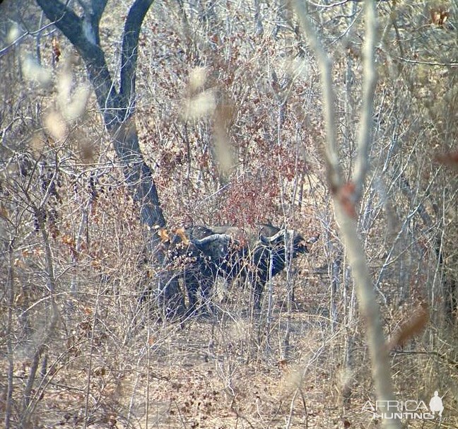 Zambia Buffalo