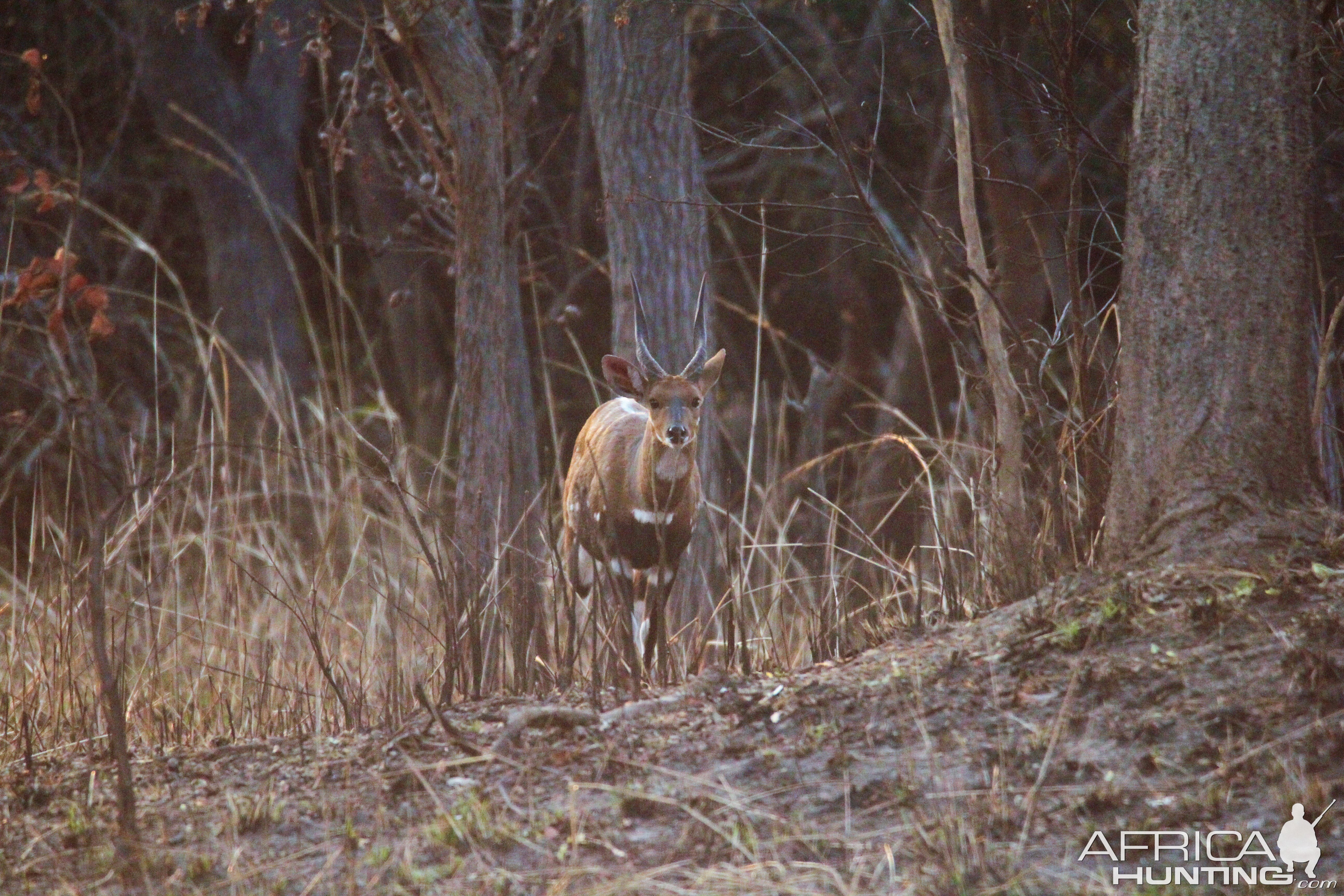 Zambia Bushbuck