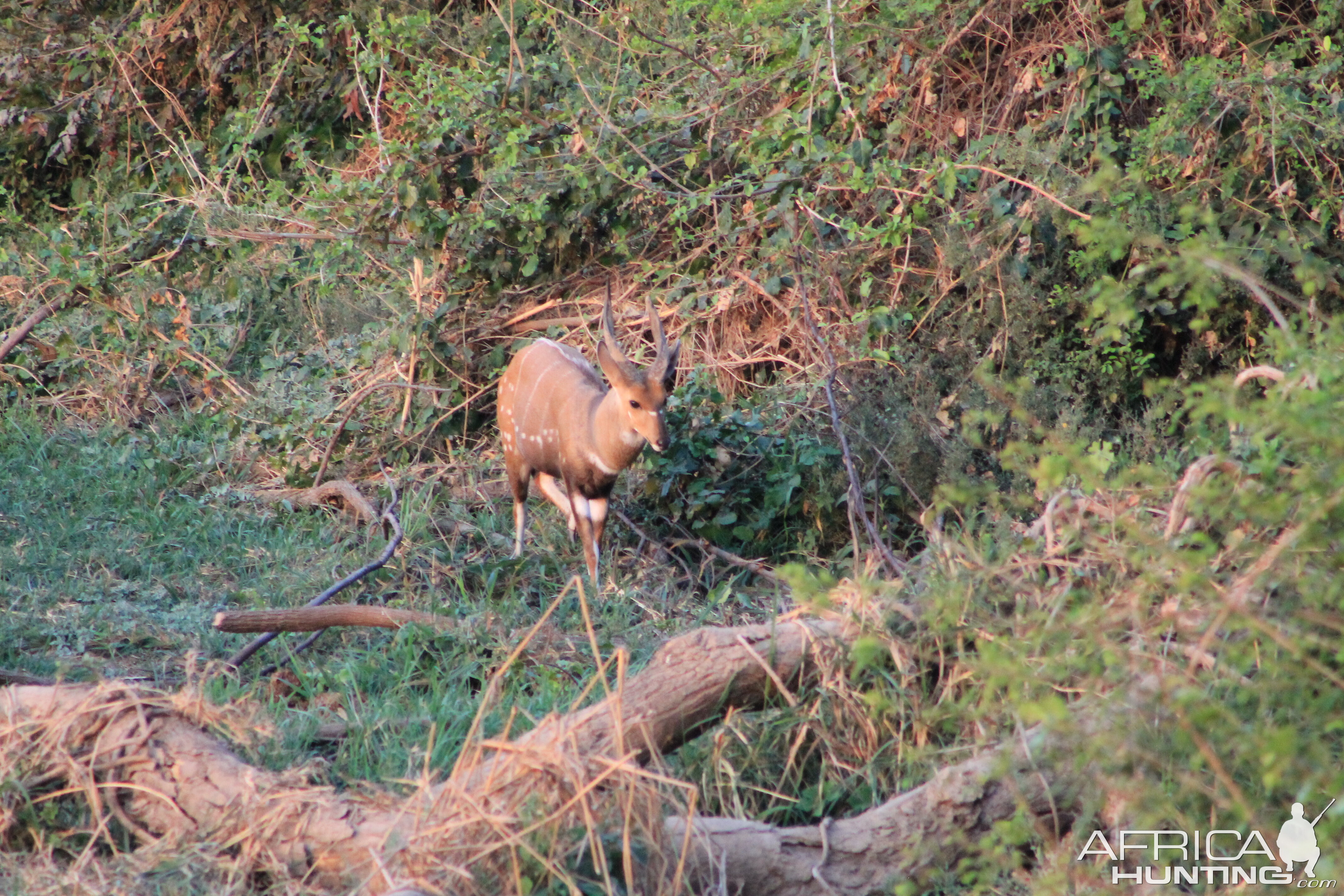 Zambia Bushbuck