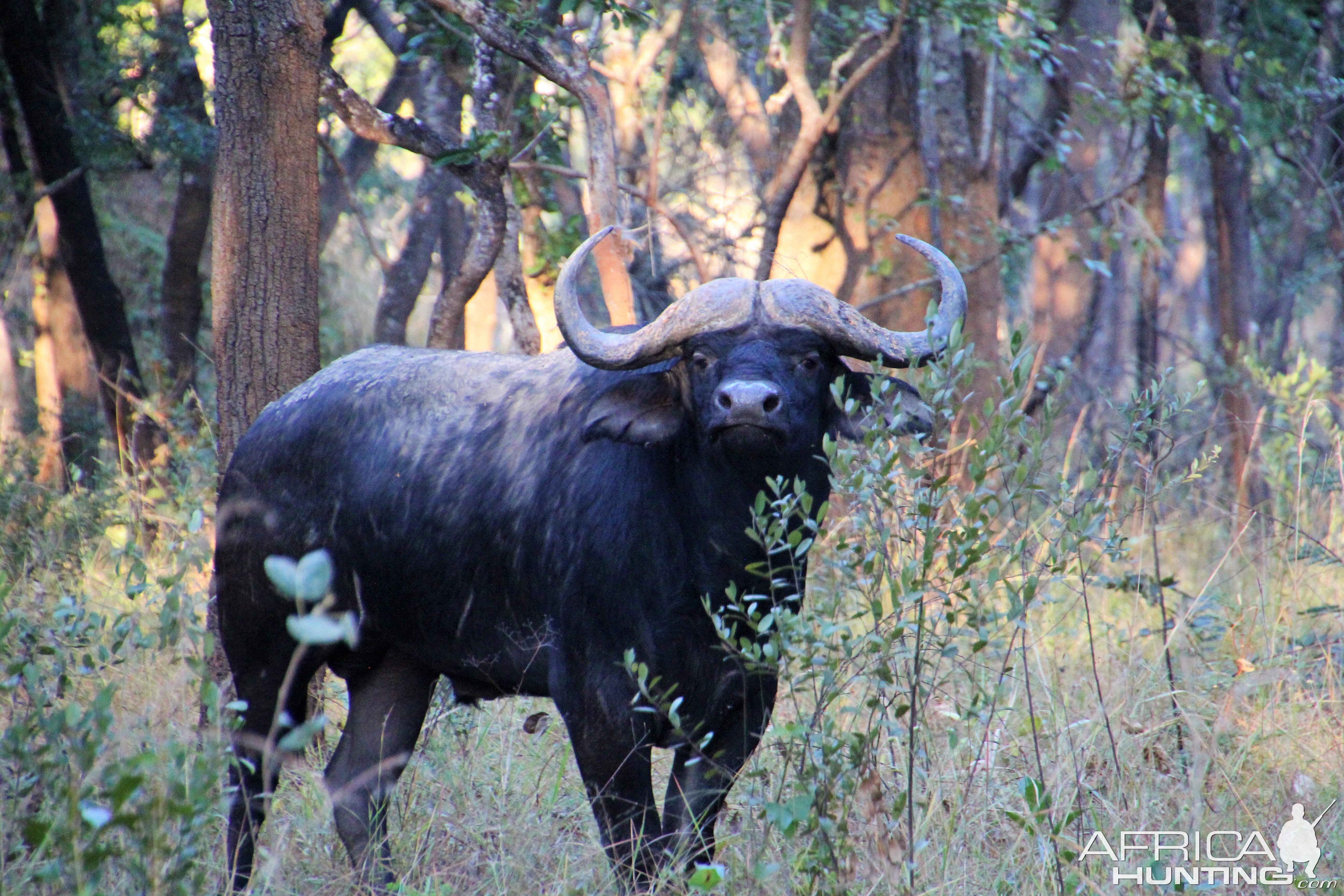 Zambia Cape Buffalo