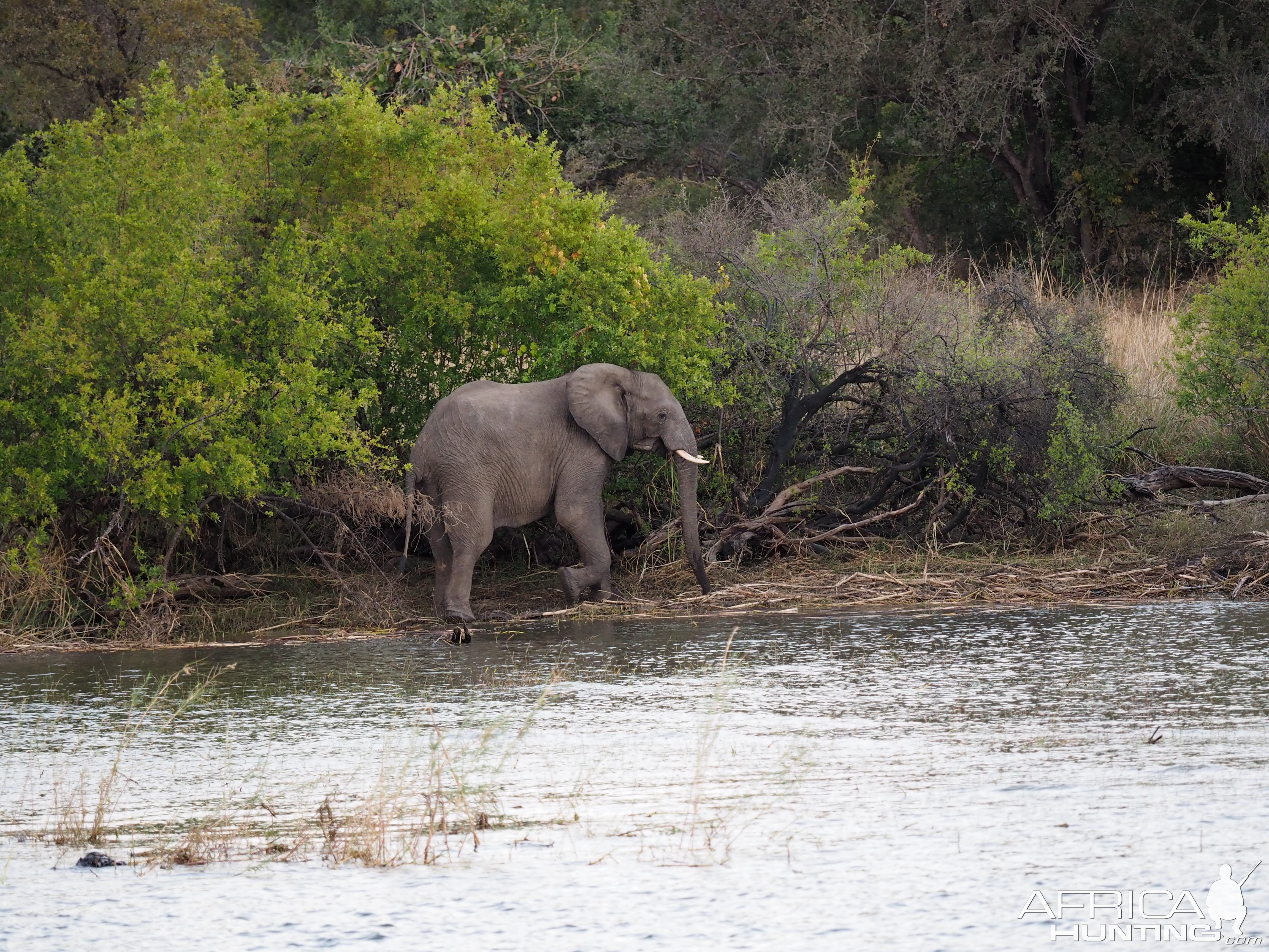 Zambia Elephant