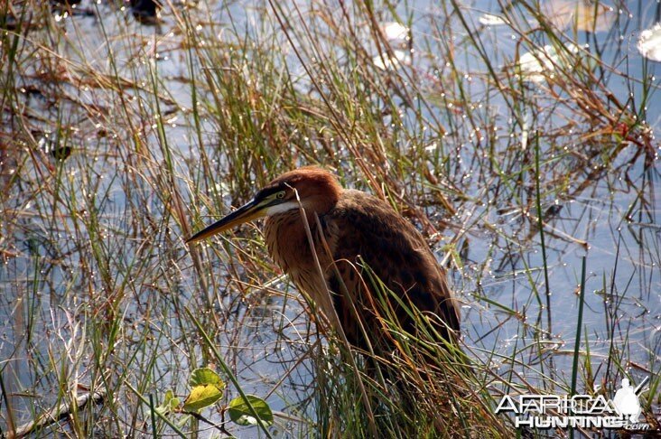 Zambia Heron